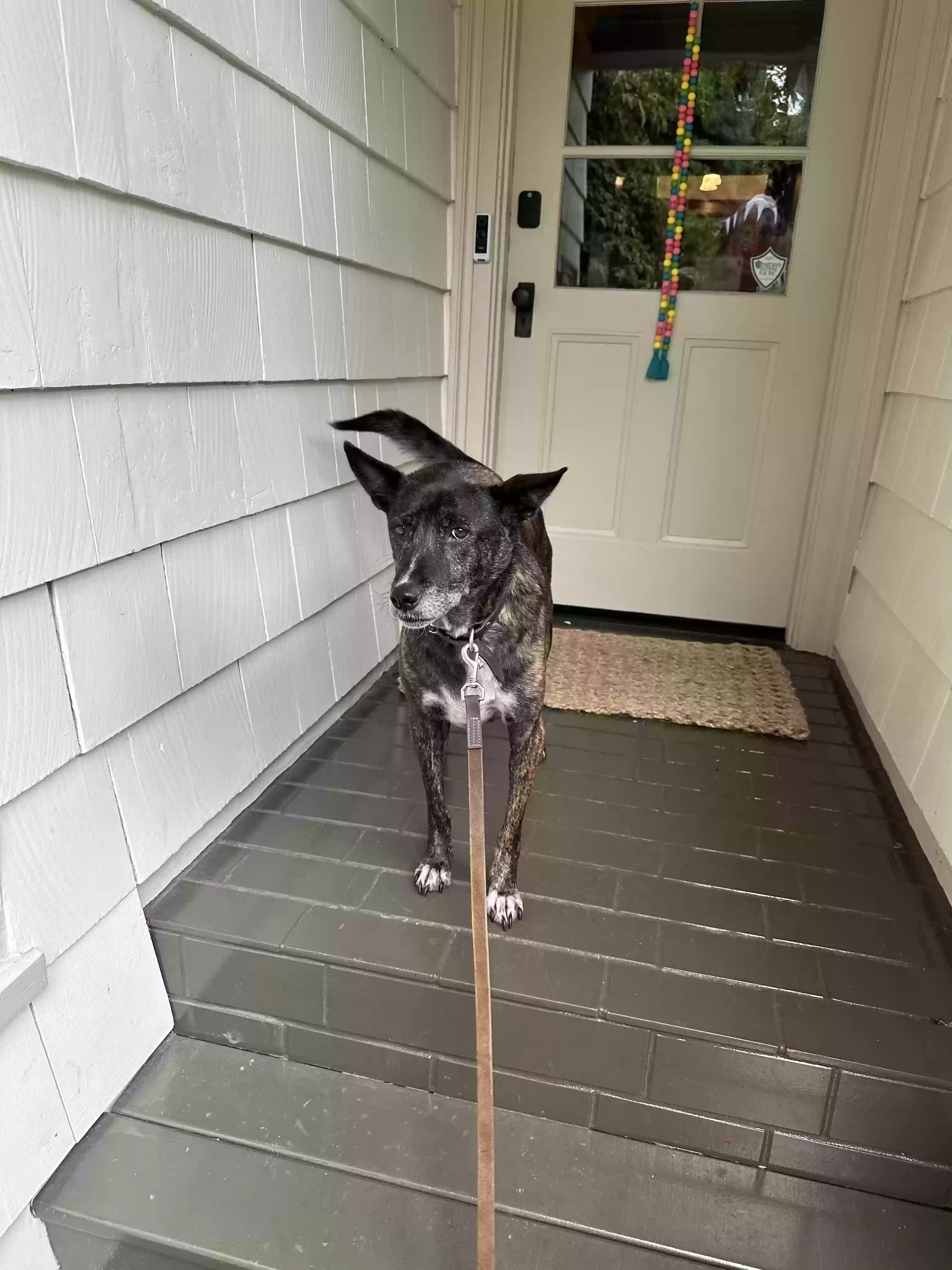 adoptable Dog in Portland,OR named