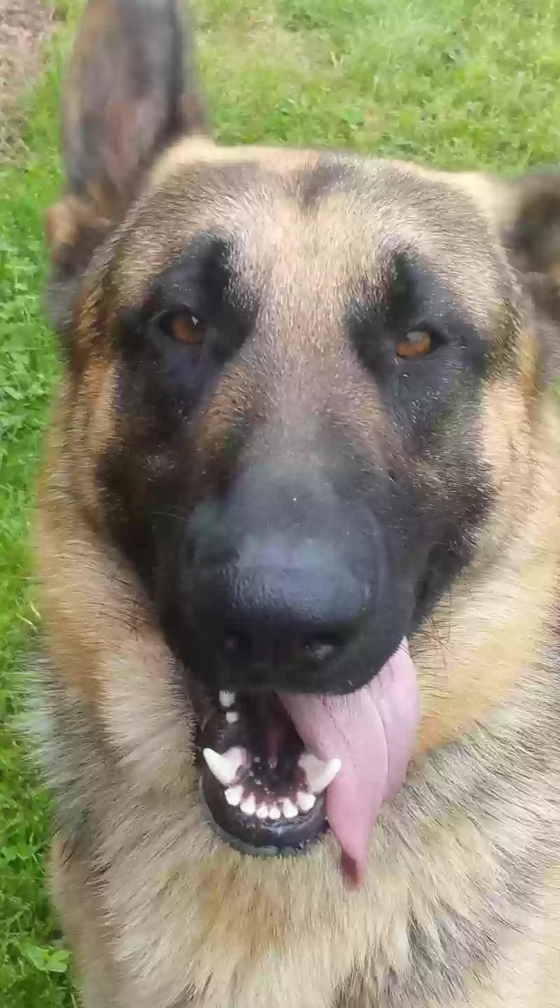 adoptable Dog in Iva,SC named BUTCH