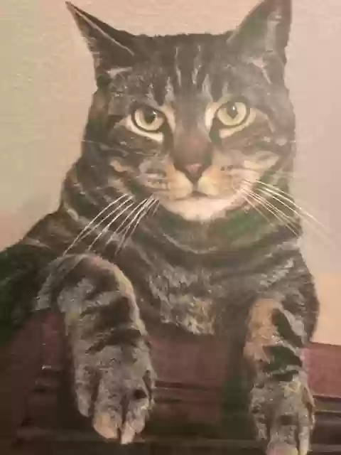 adoptable Cat in Issaquah,WA named Yanni