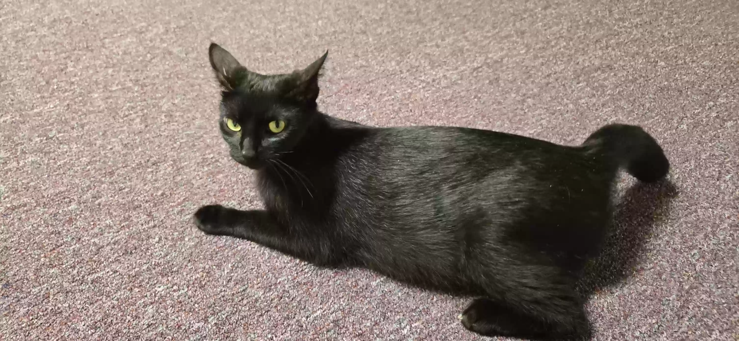 adoptable Cat in Paola,KS named Electra