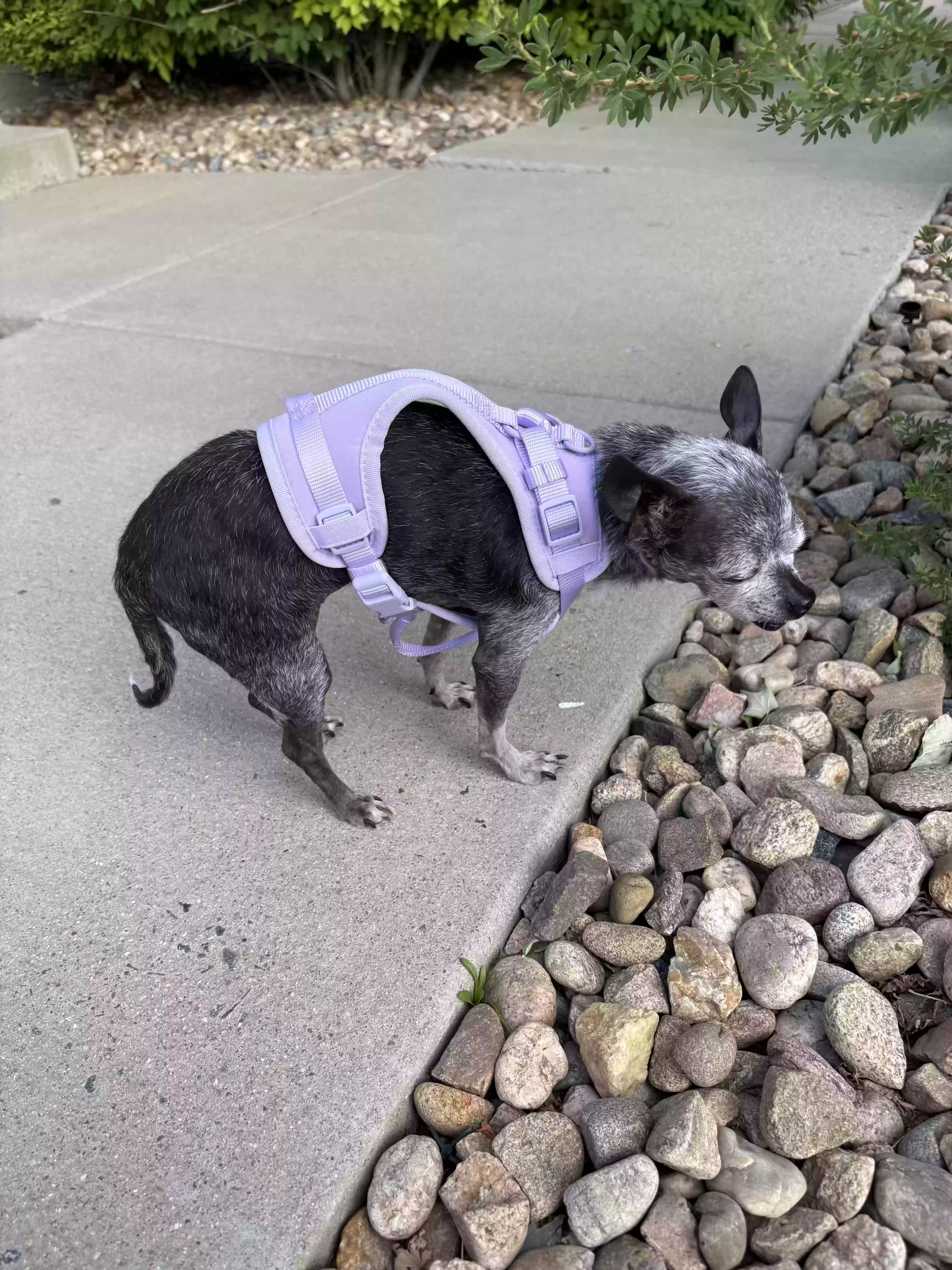 adoptable Dog in Brighton,CO named Princess