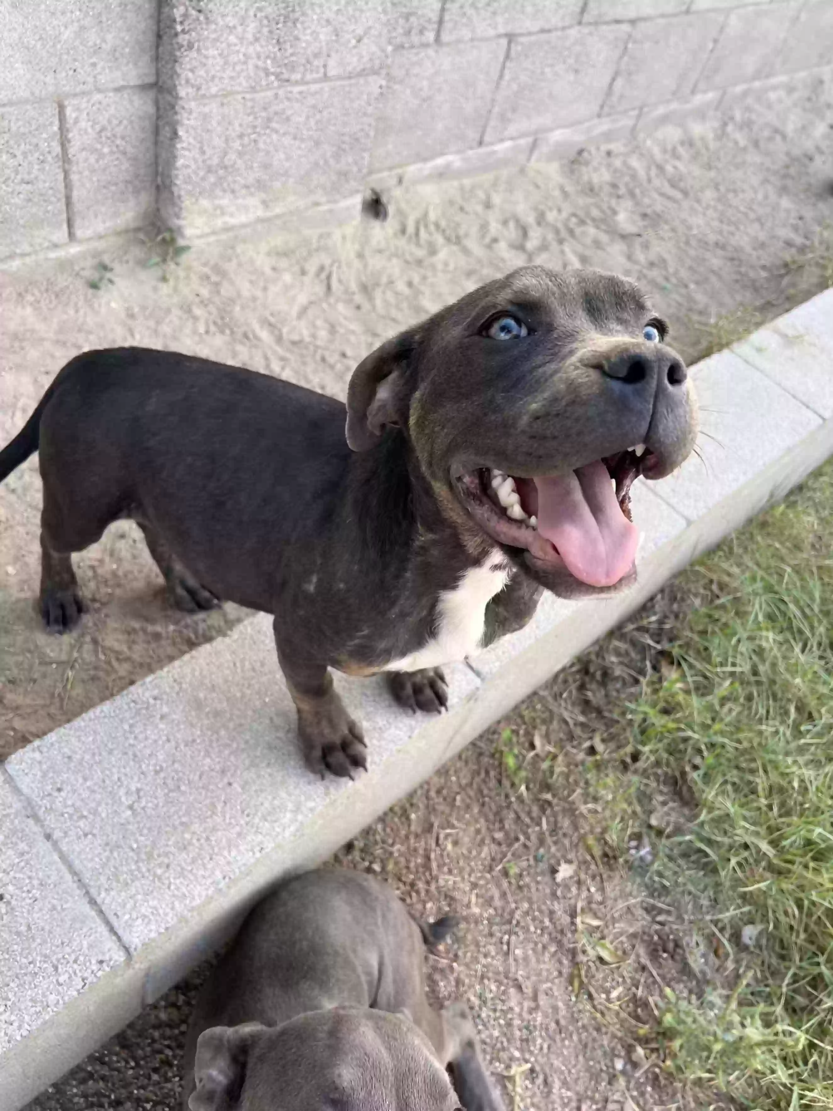 adoptable Dog in Safford,AZ named Rousey