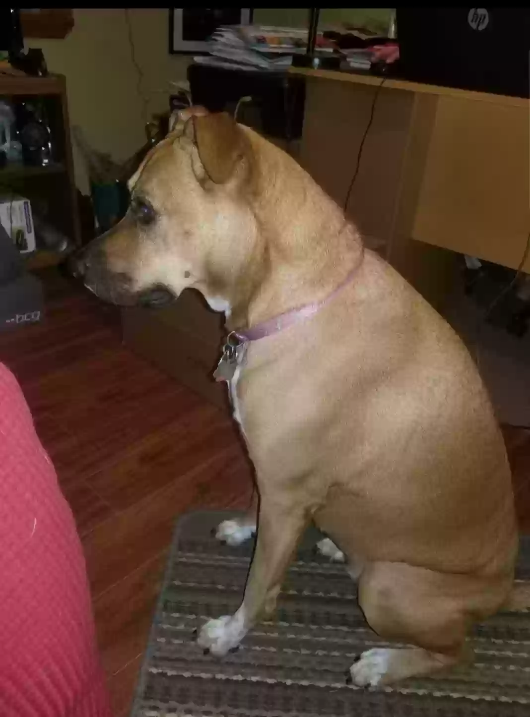 adoptable Dog in Pineville,LA named Gracey