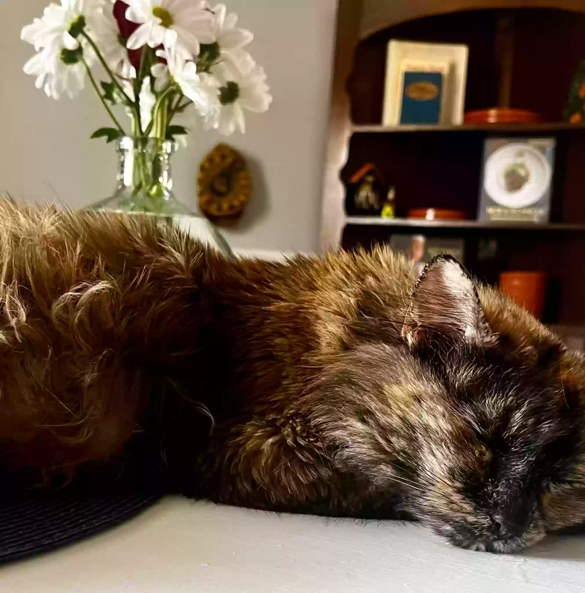 adoptable Cat in Stockbridge,GA named Miss Momma