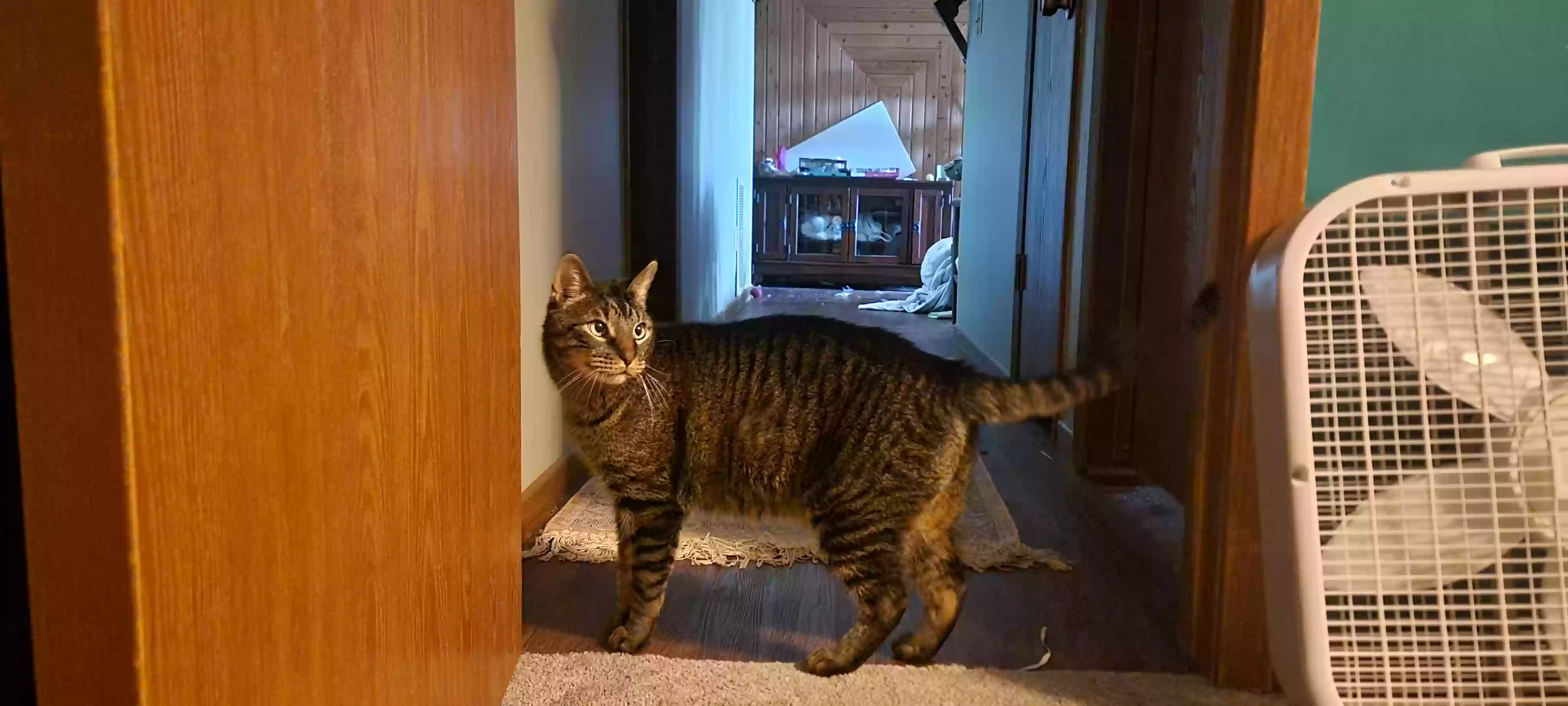 adoptable Cat in Minneapolis,MN named Jake