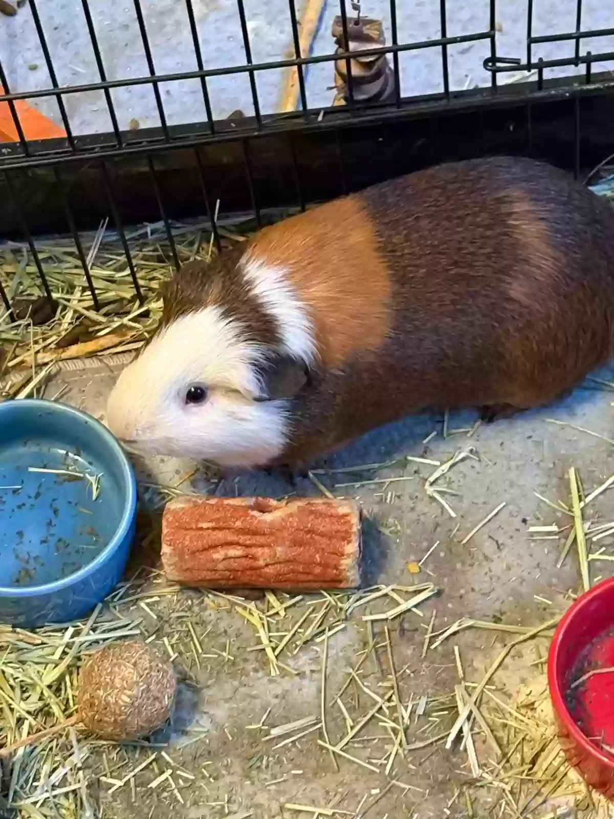 adoptable in Prescott,AZ named Mocha, Patches