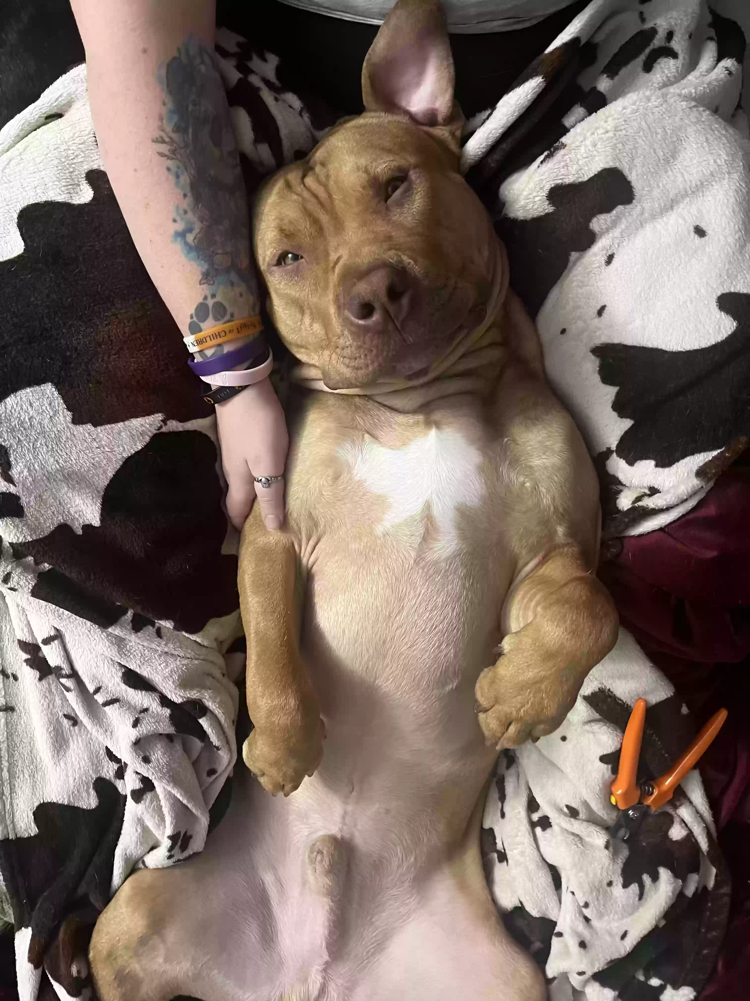 adoptable Dog in Gurnee,IL named Sam