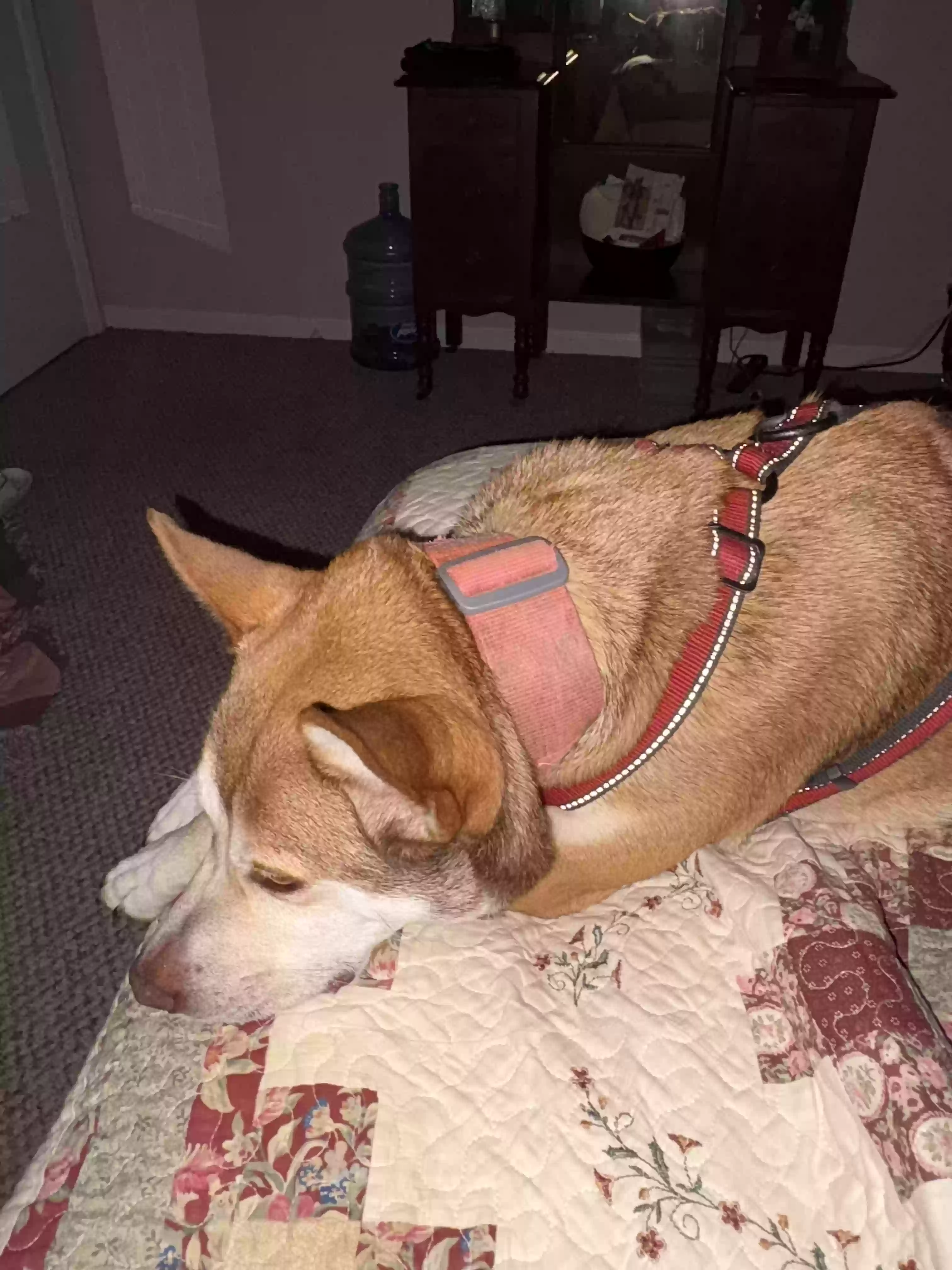 adoptable Dog in Acworth,GA named Autumn
