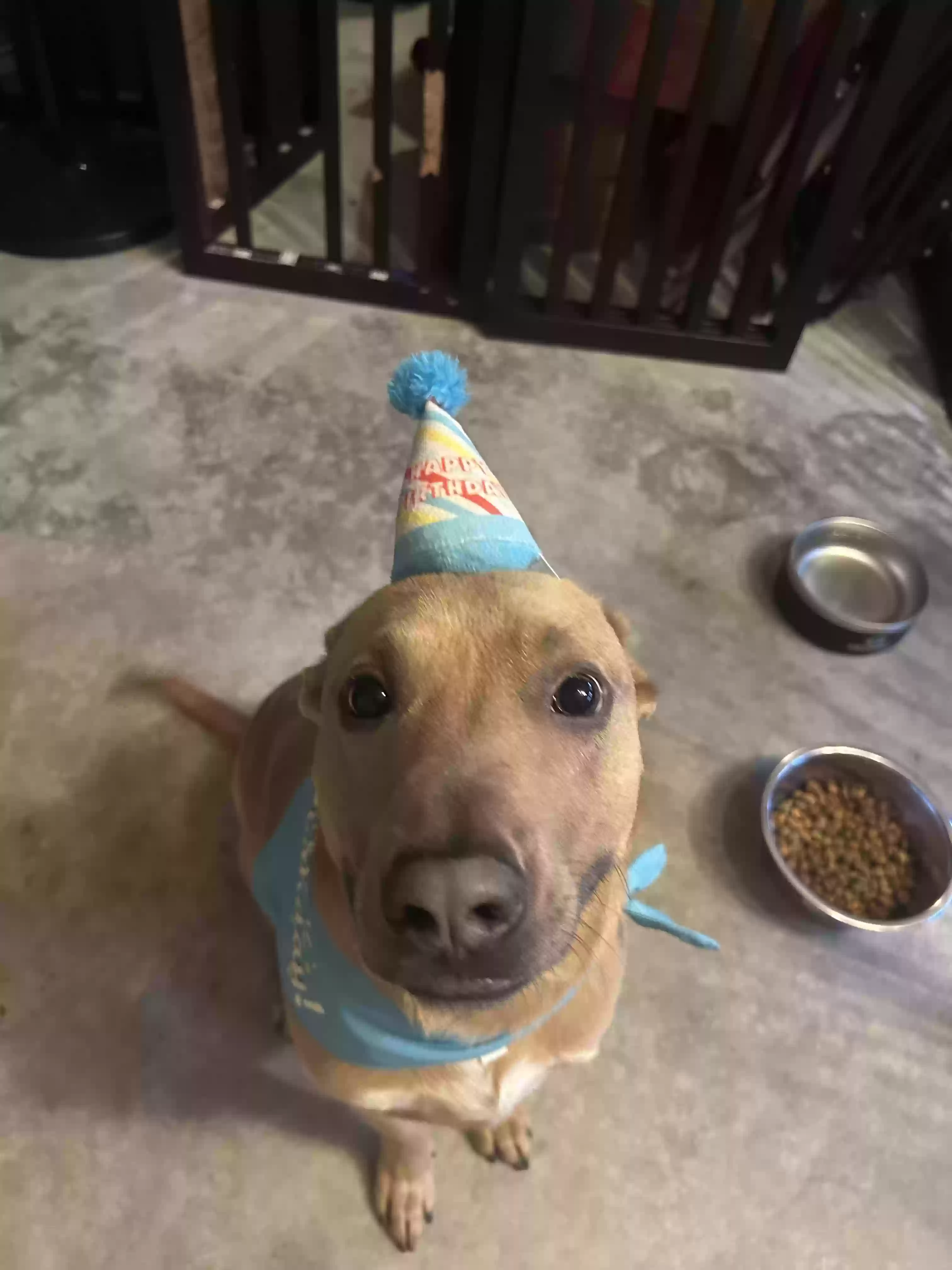 adoptable Dog in Senoia,GA named Oliver