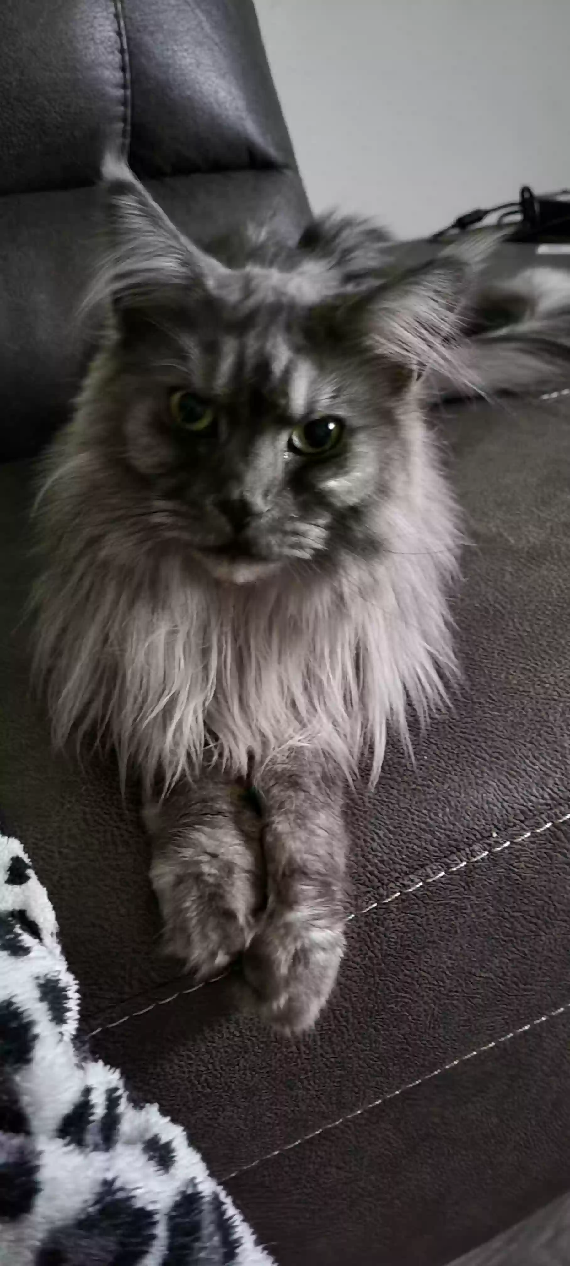adoptable Cat in Spring Hill,KS named Princess