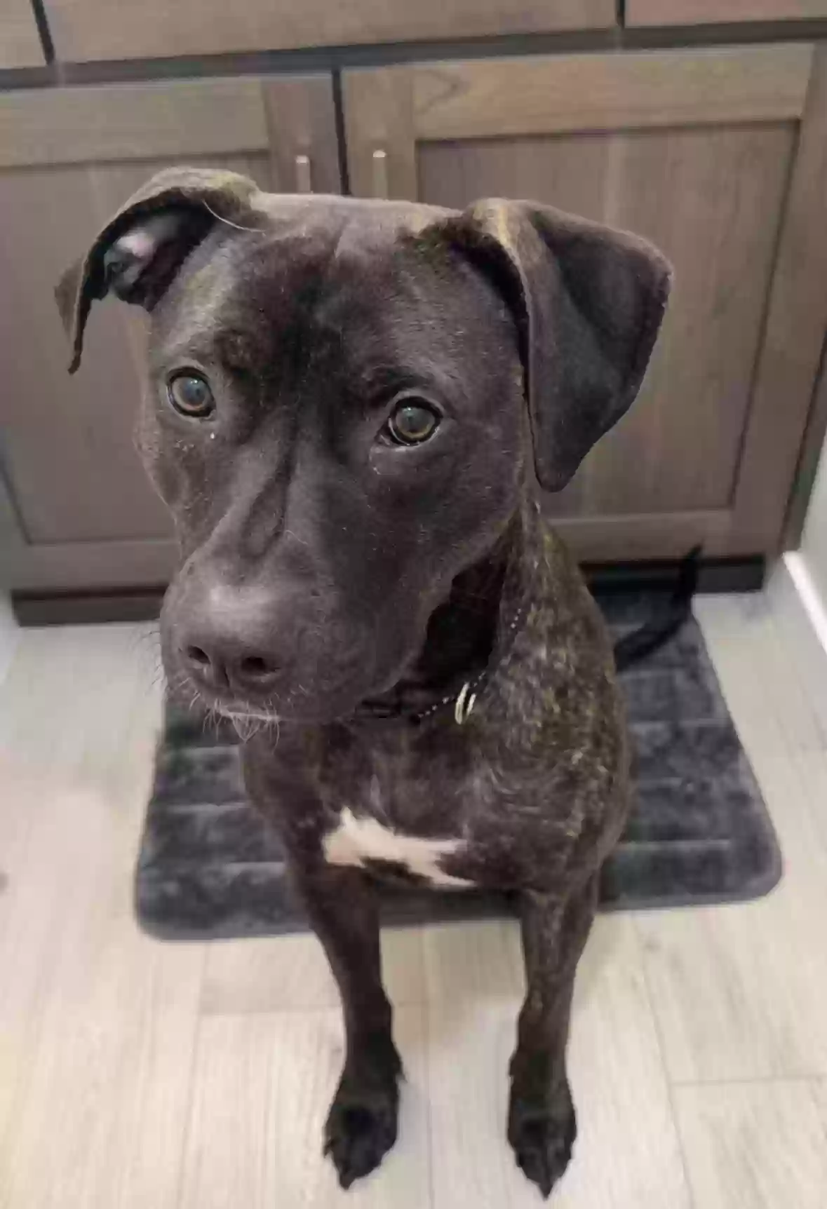 adoptable Dog in Hayden,ID named Annie