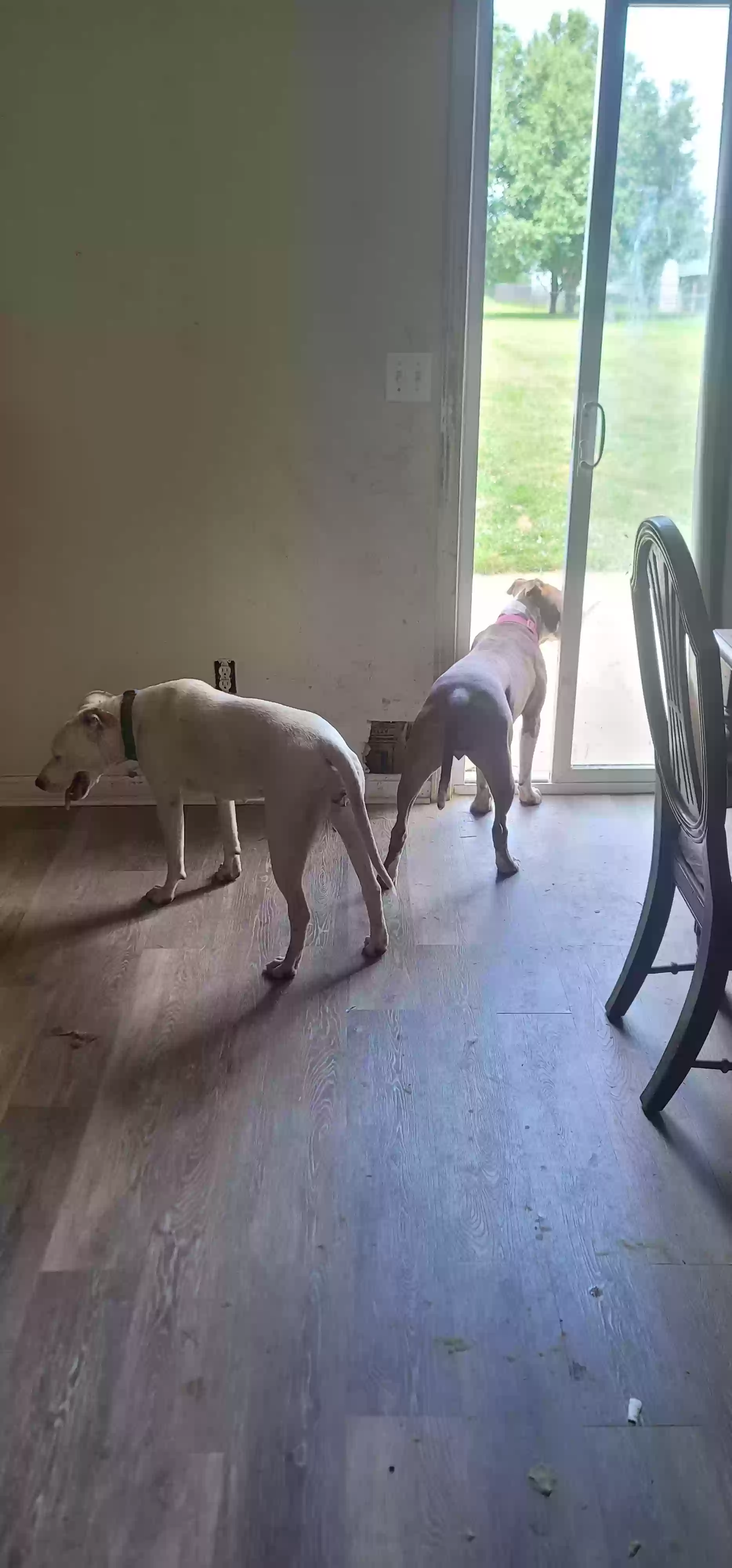 adoptable Dog in Cecilia,KY named Bonnie