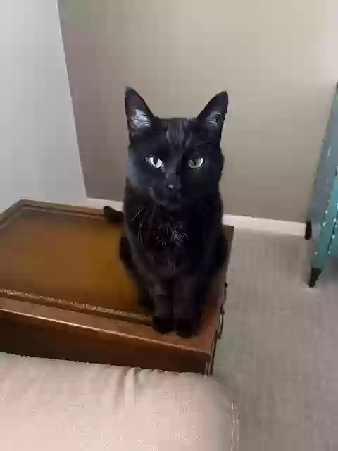 adoptable Cat in Mesa,AZ named Beetal