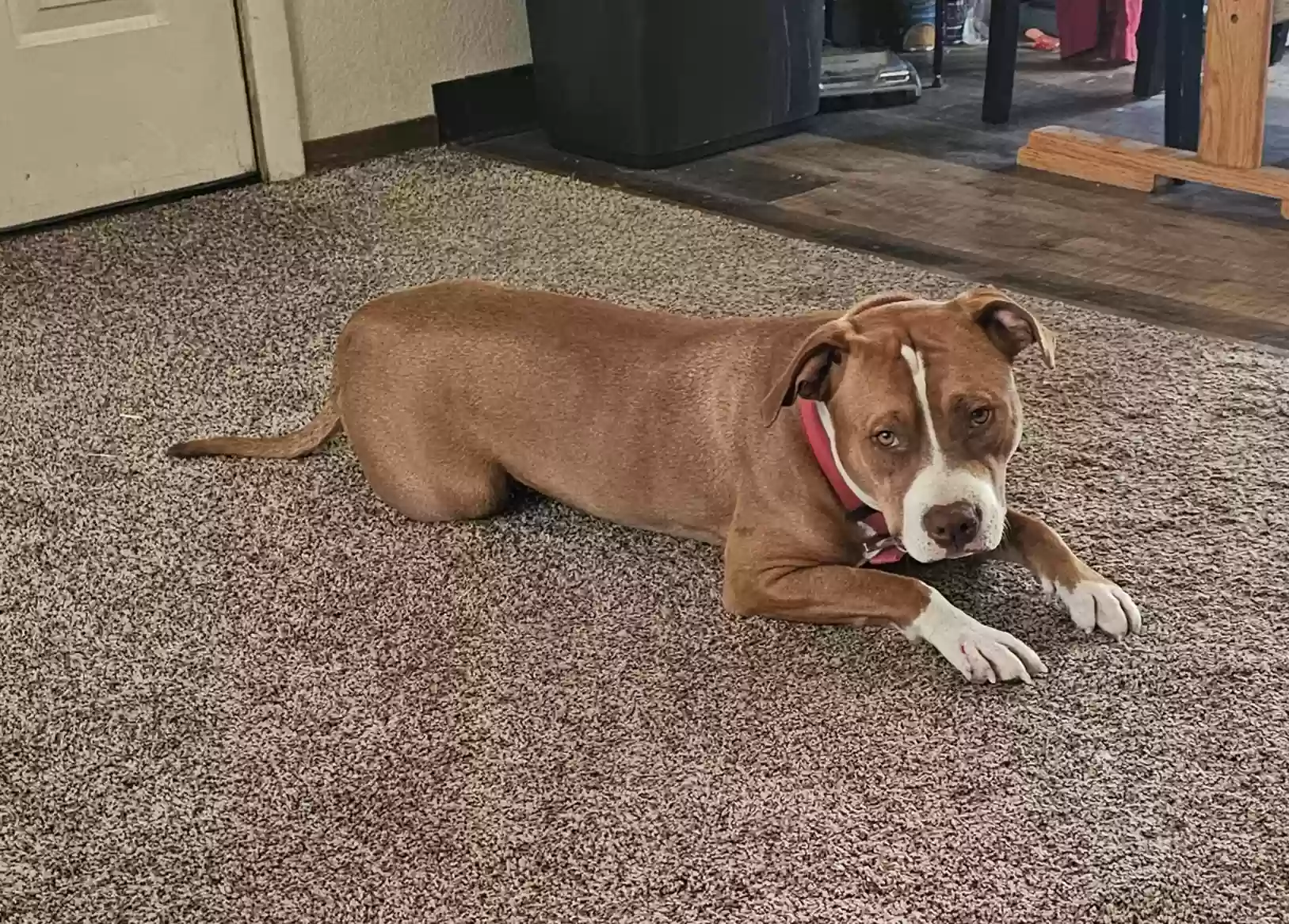 adoptable Dog in Fallon,NV named Nalla