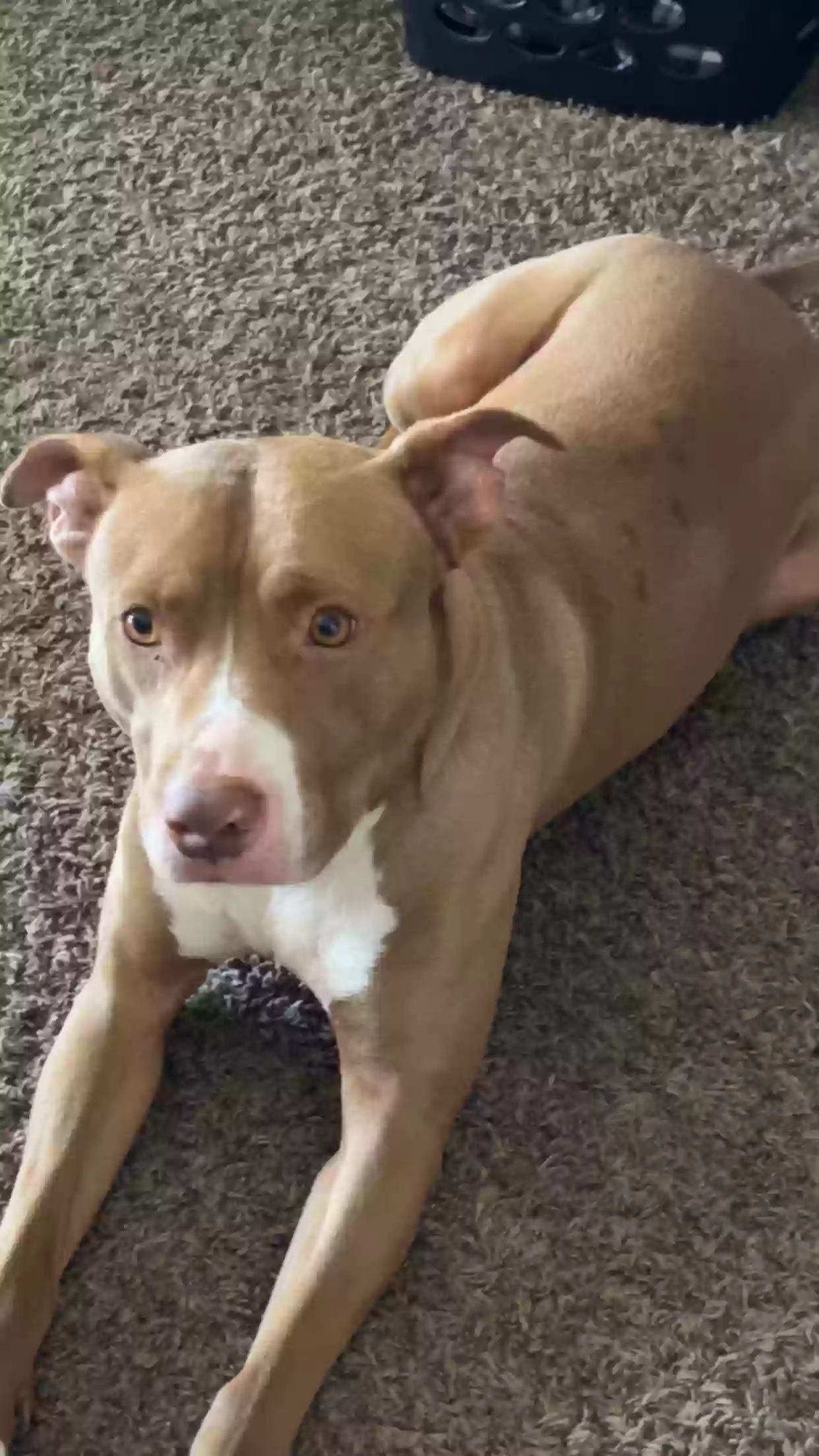 adoptable Dog in Maricopa,AZ named Roco