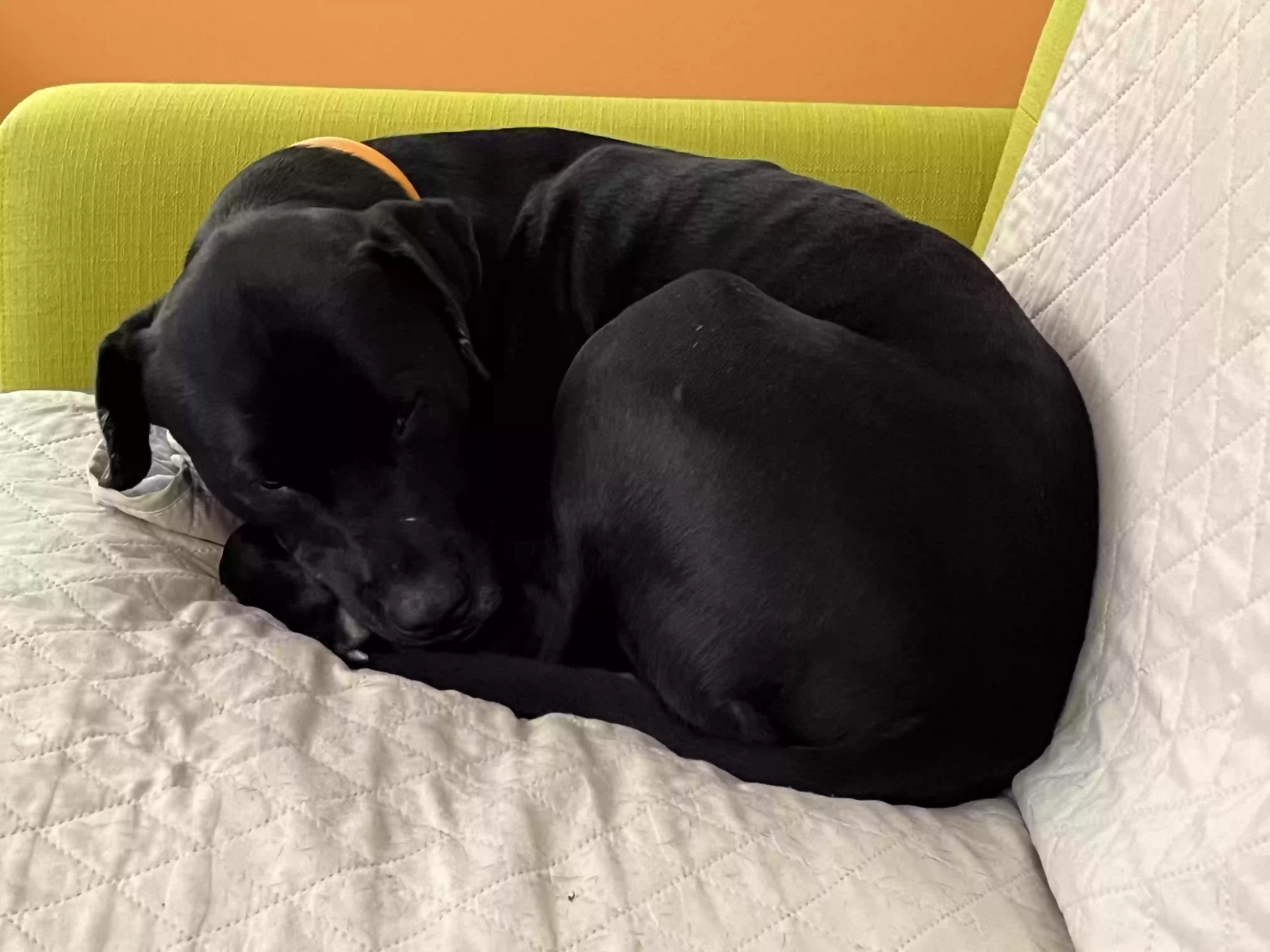 adoptable Dog in Springfield,IL named Spooner