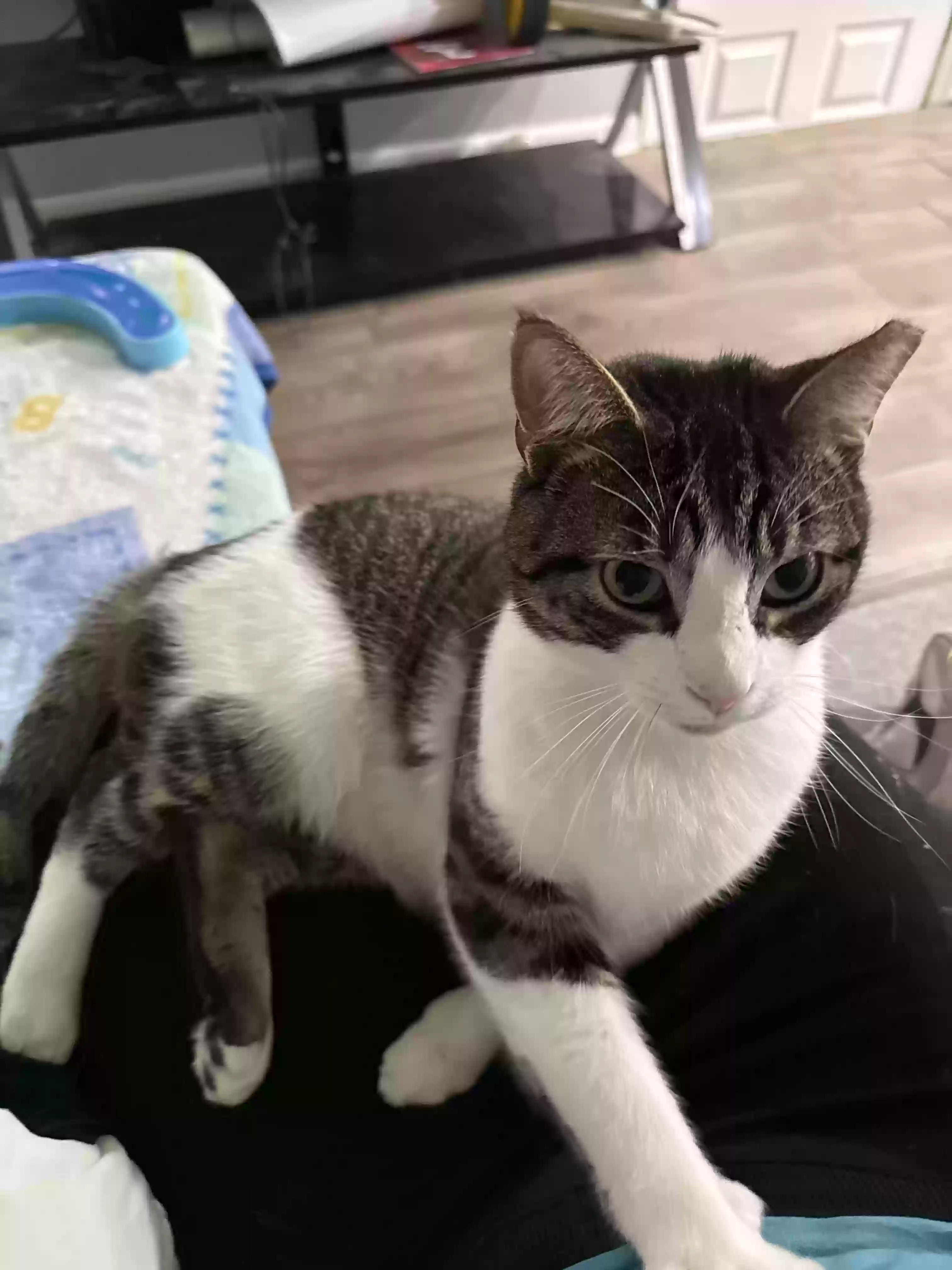 adoptable Cat in Oakland Gardens,NY named genie