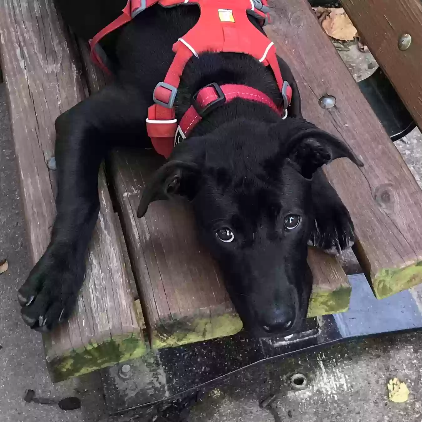 adoptable Dog in Columbia,MD named Cathy