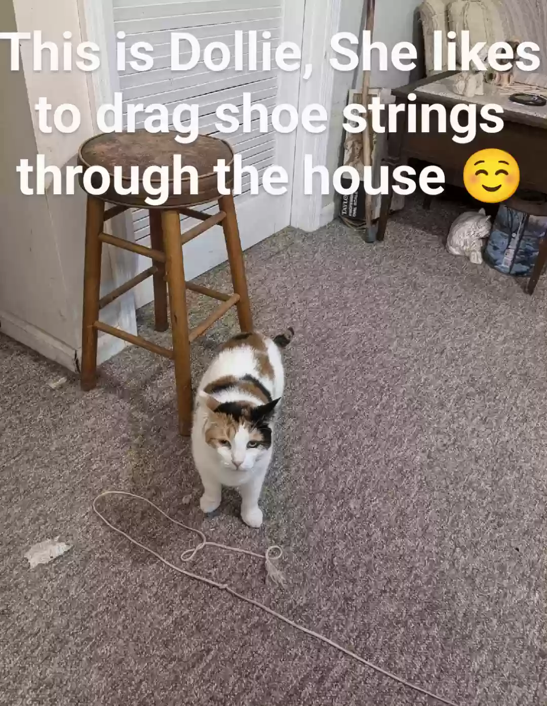 adoptable Cat in Dacula,GA named Sisters Dollie and Mollie
