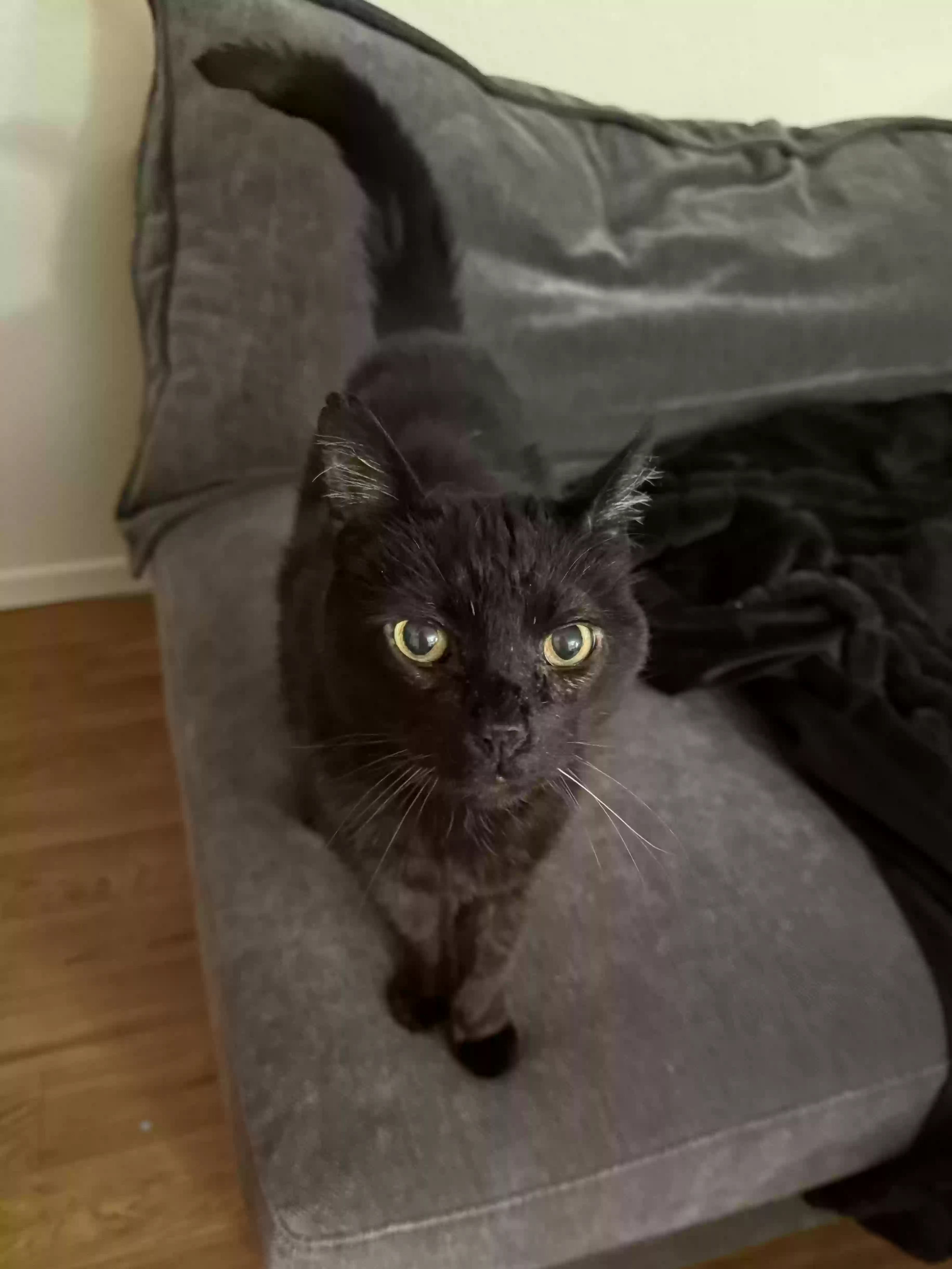 adoptable Cat in Chandler,AZ named Jupiter