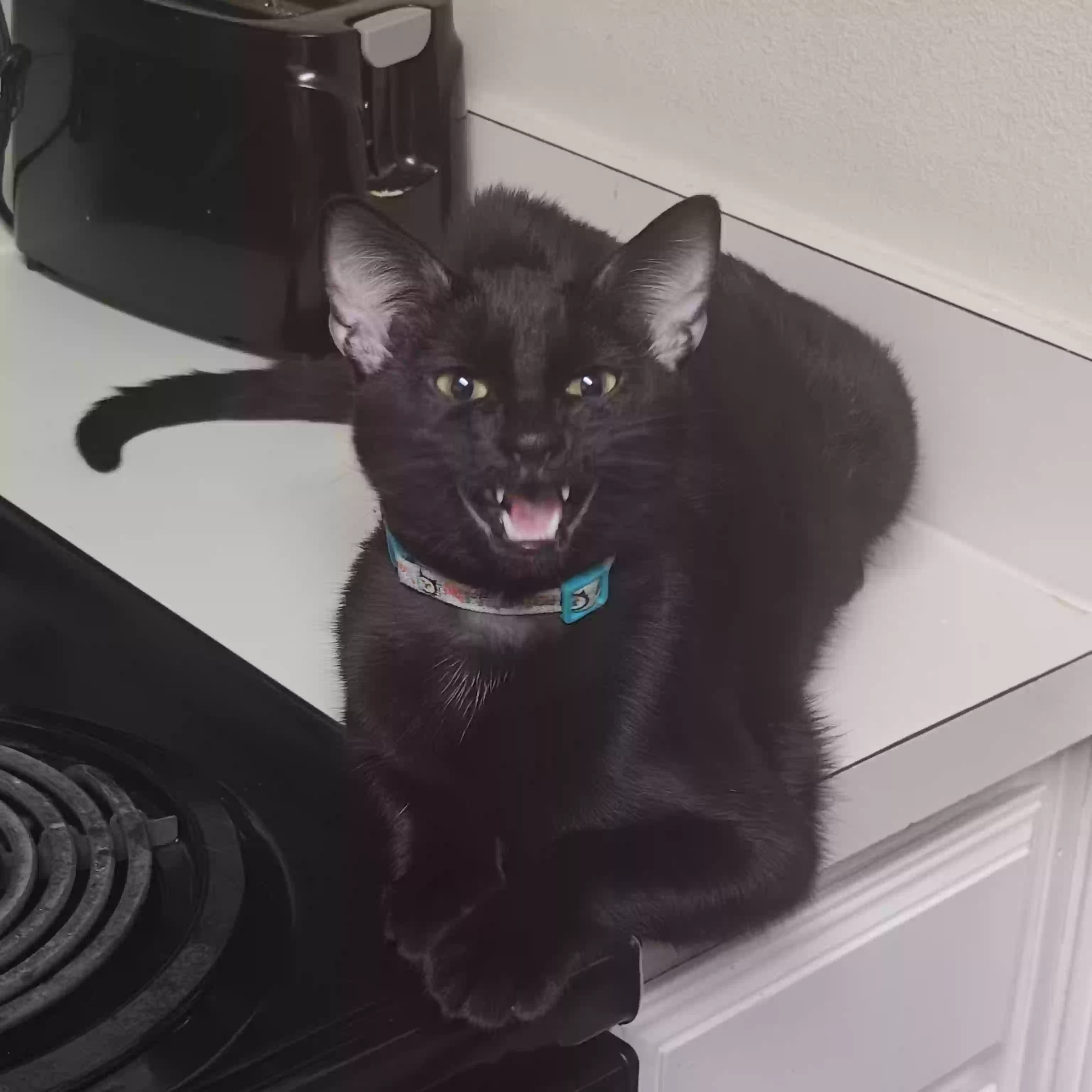 adoptable Cat in Dallas,TX named Midnight