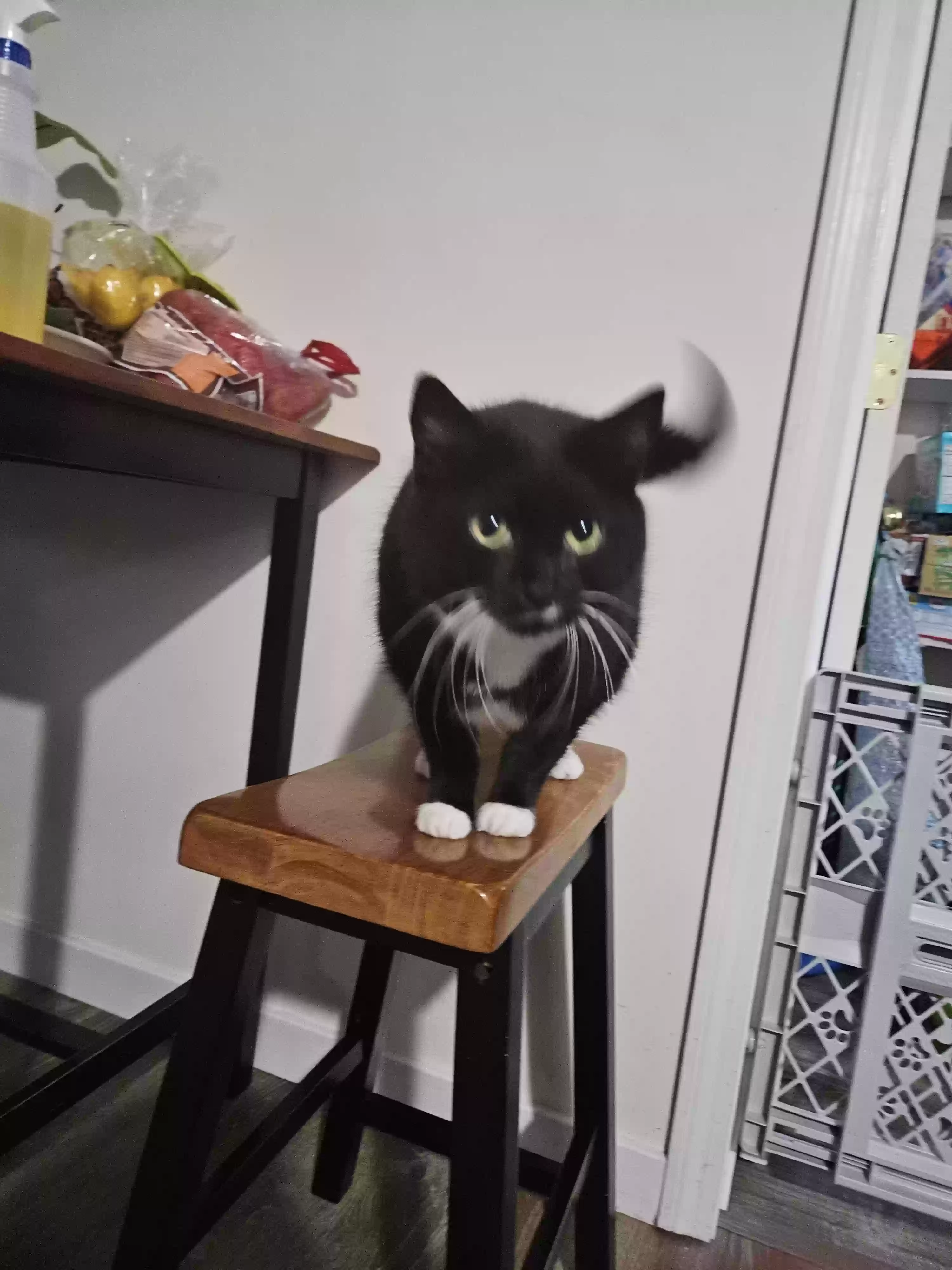 adoptable Cat in Hartford,CT named Jax