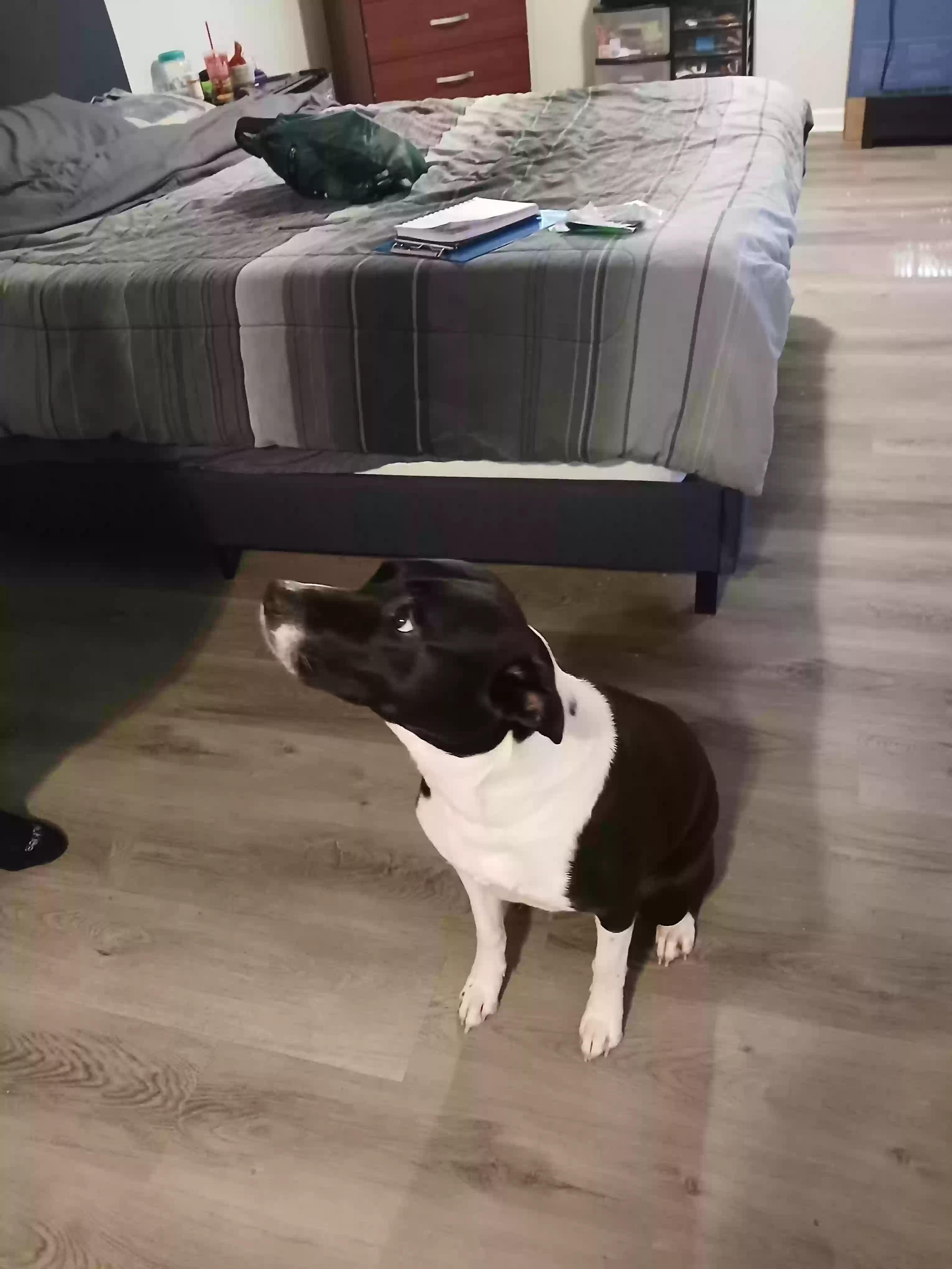 adoptable Dog in Douglasville,GA named Precious