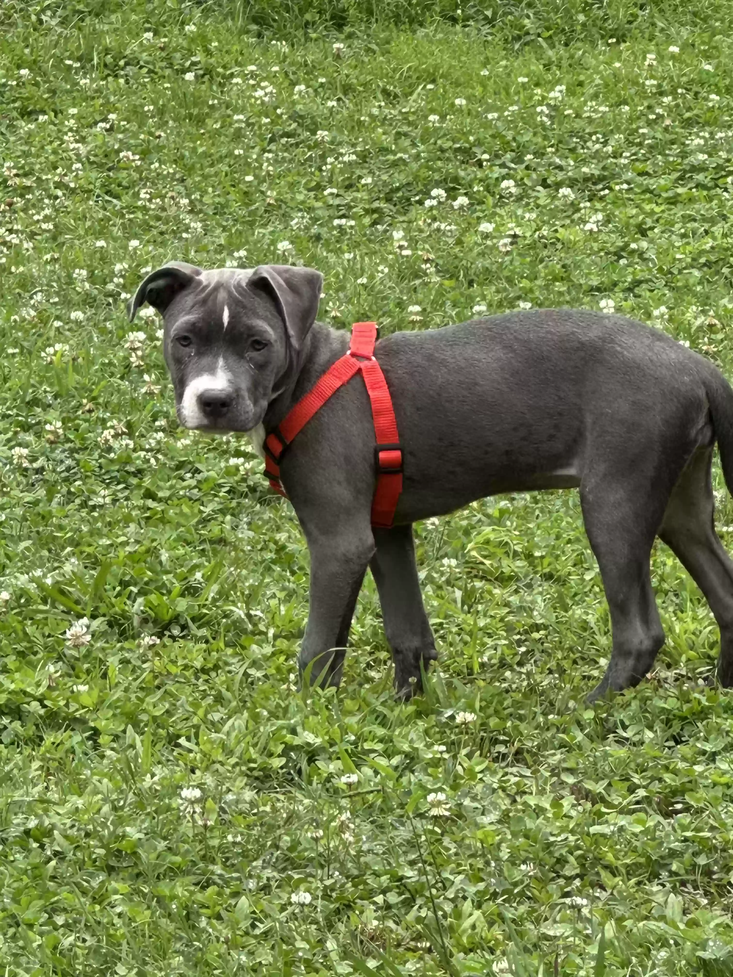 adoptable Dog in Marietta,GA named Bella
