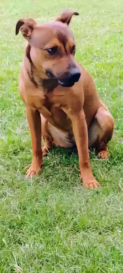 adoptable Dog in Houston,TX named Peanut
