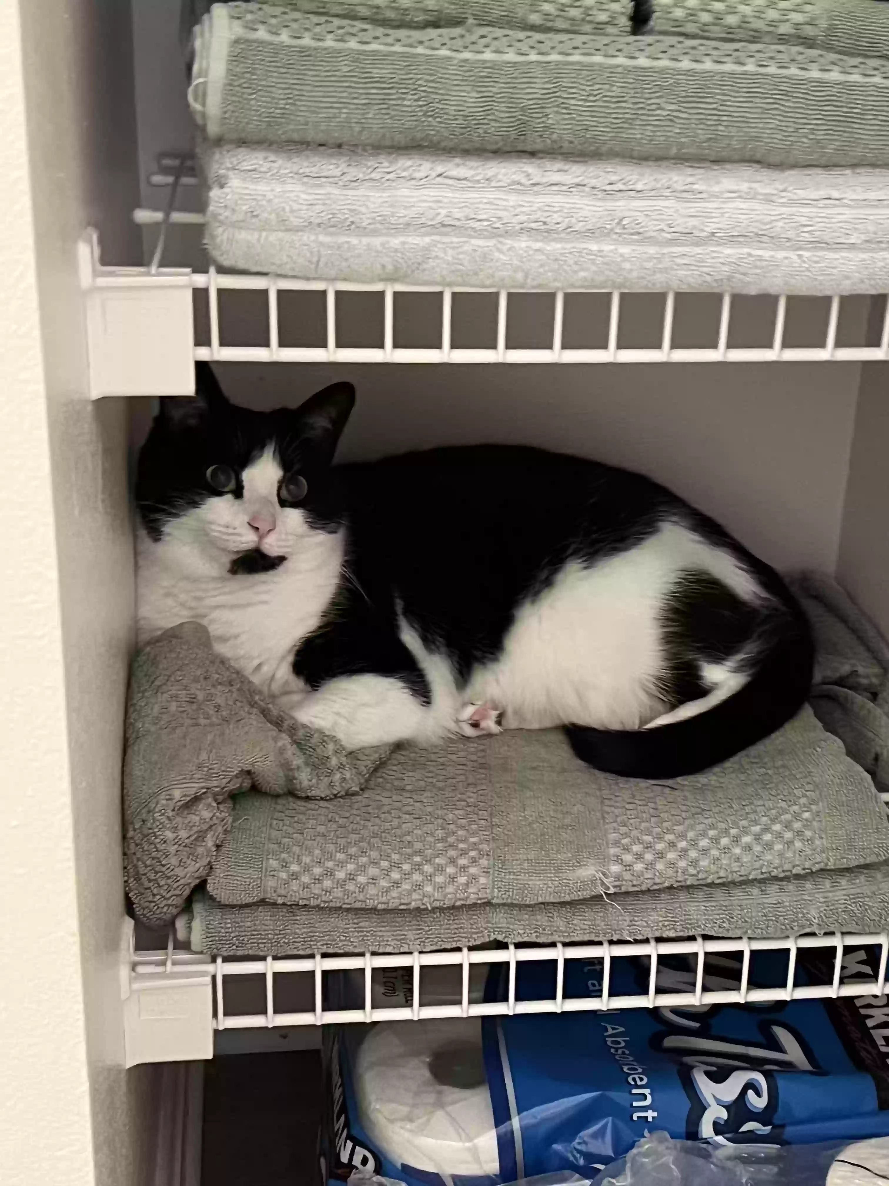 adoptable Cat in Louisville,KY named Evee