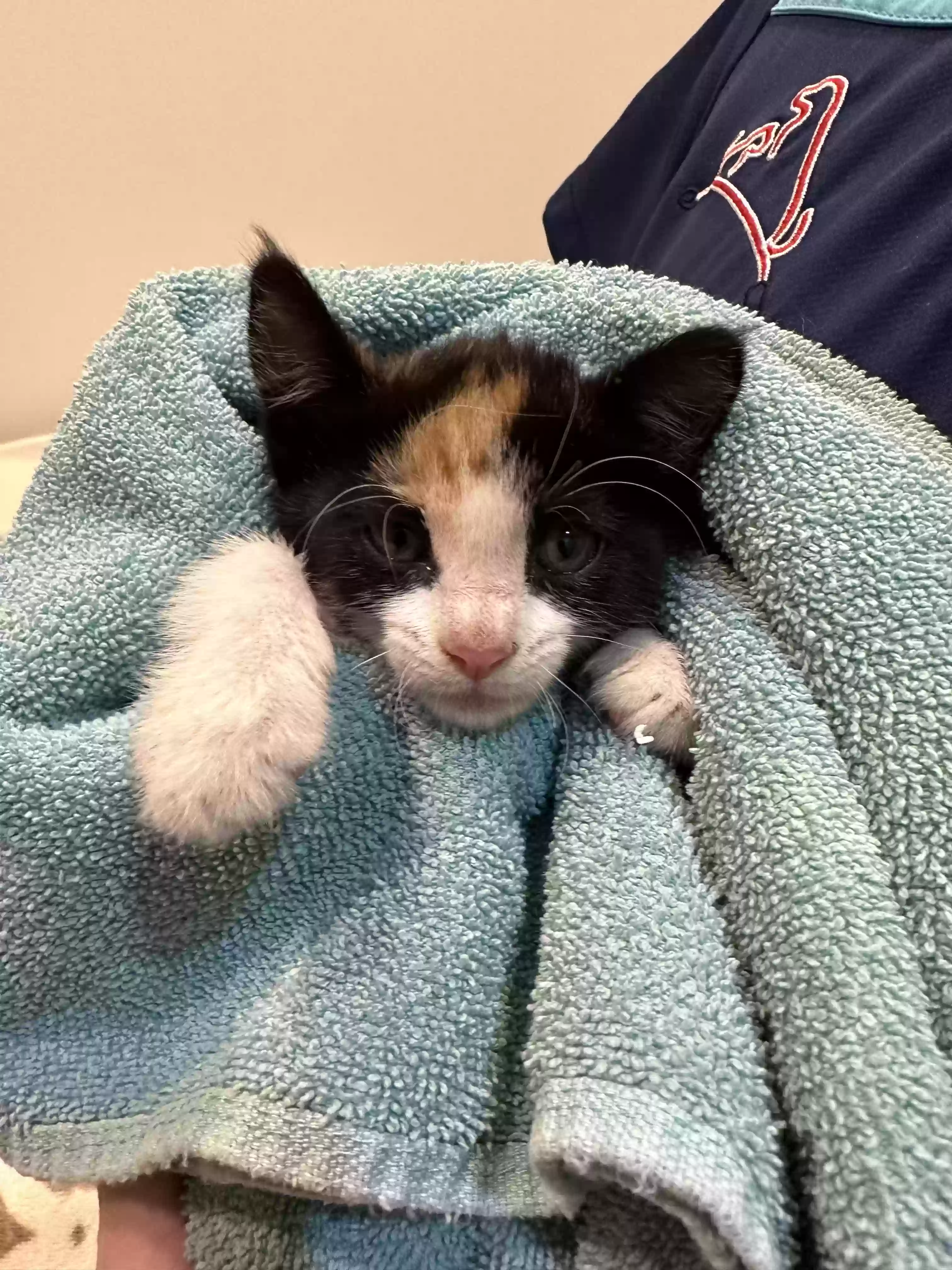 adoptable Cat in Smyrna,GA named Cuteness