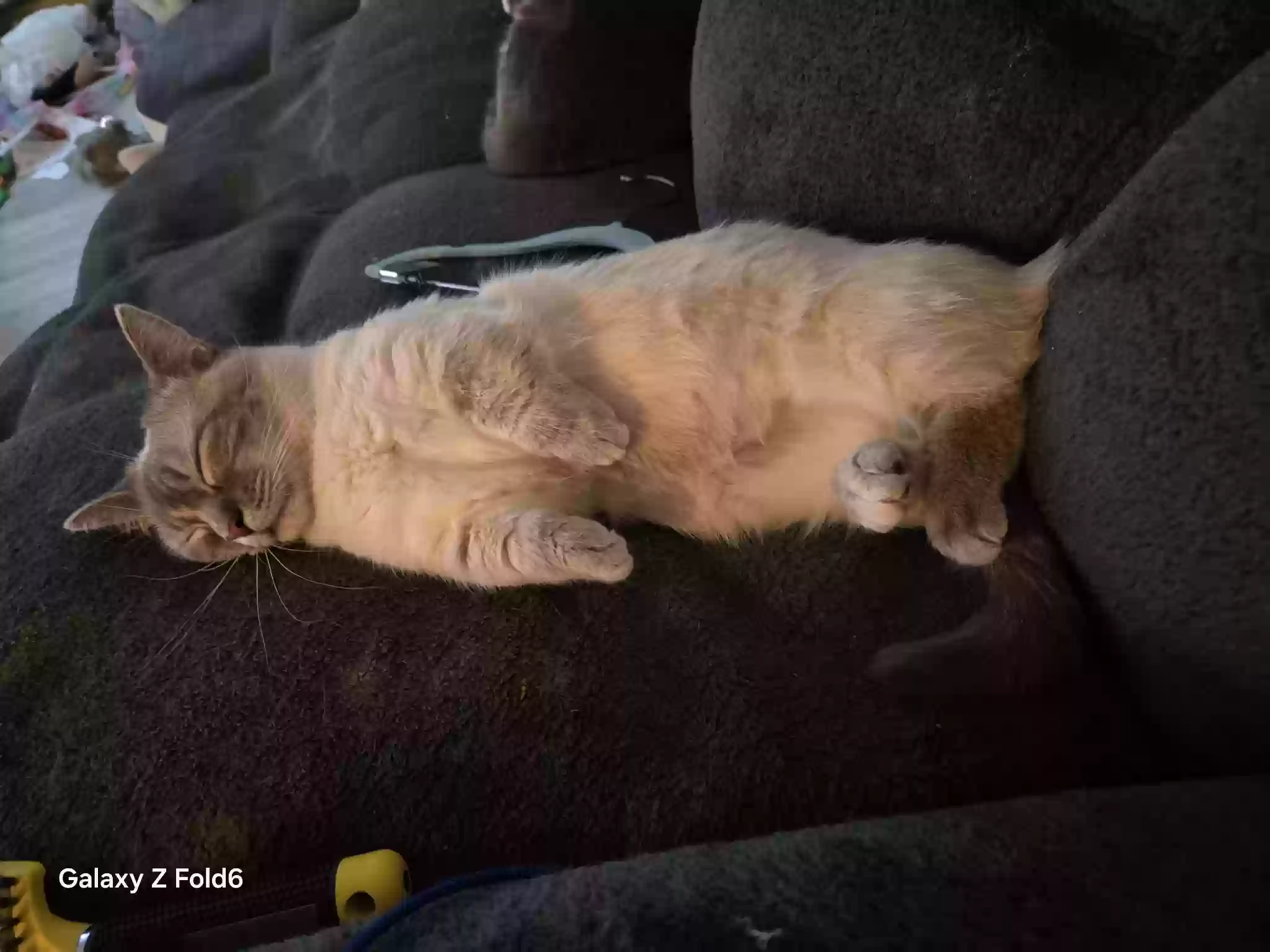 adoptable Cat in Dayton,OH named Jinxie