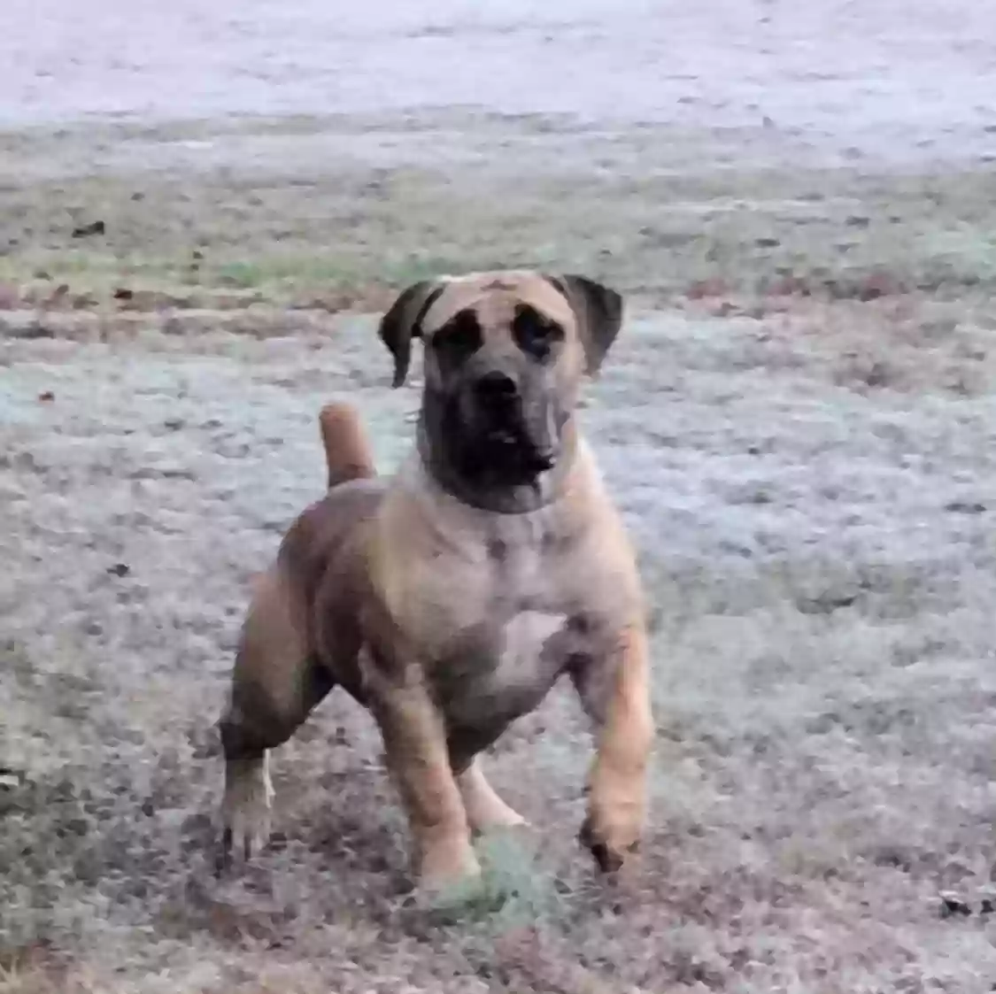 adoptable Dog in Union City,GA named Murdock