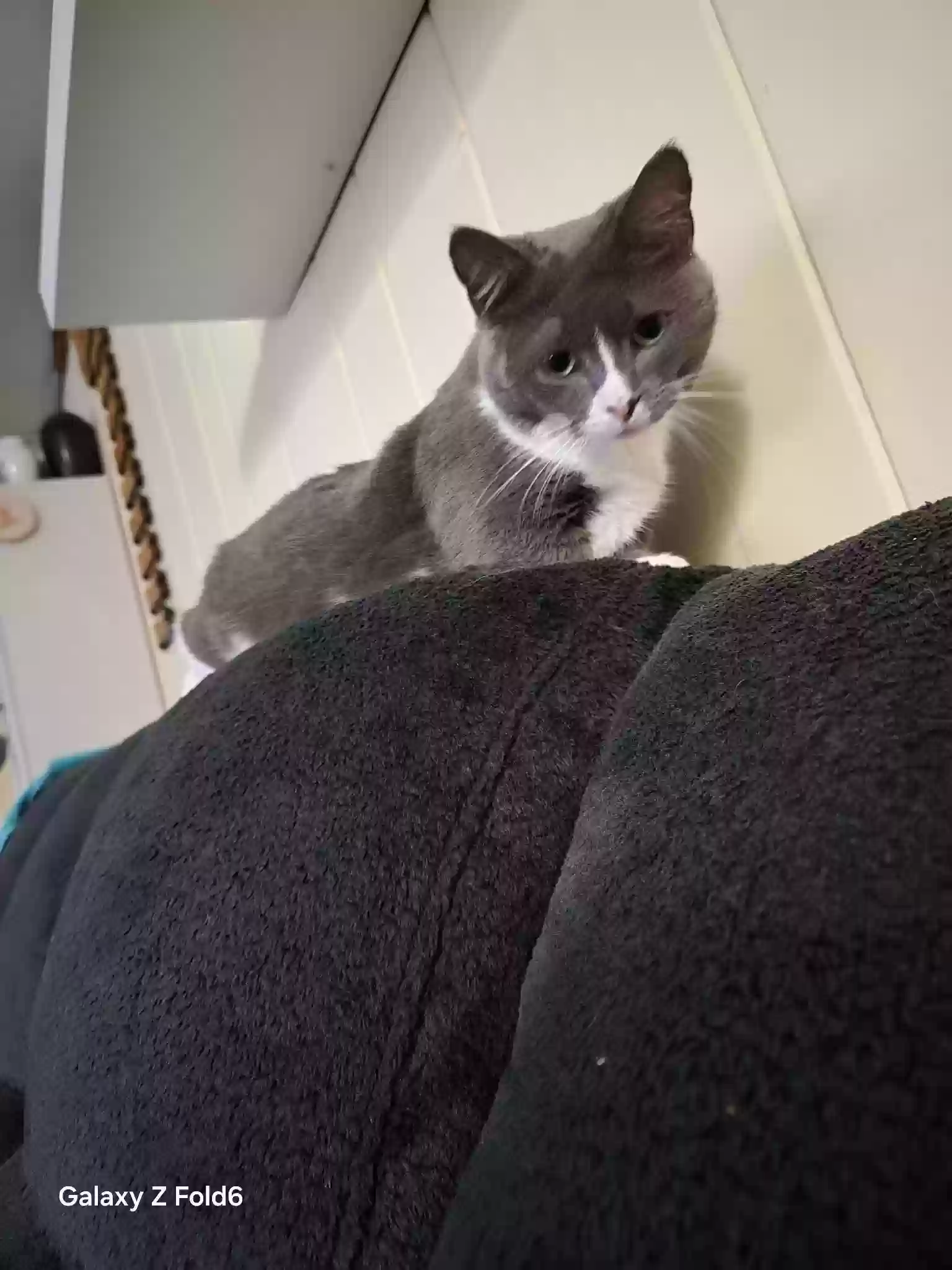 adoptable Cat in Dayton,OH named Jazpur