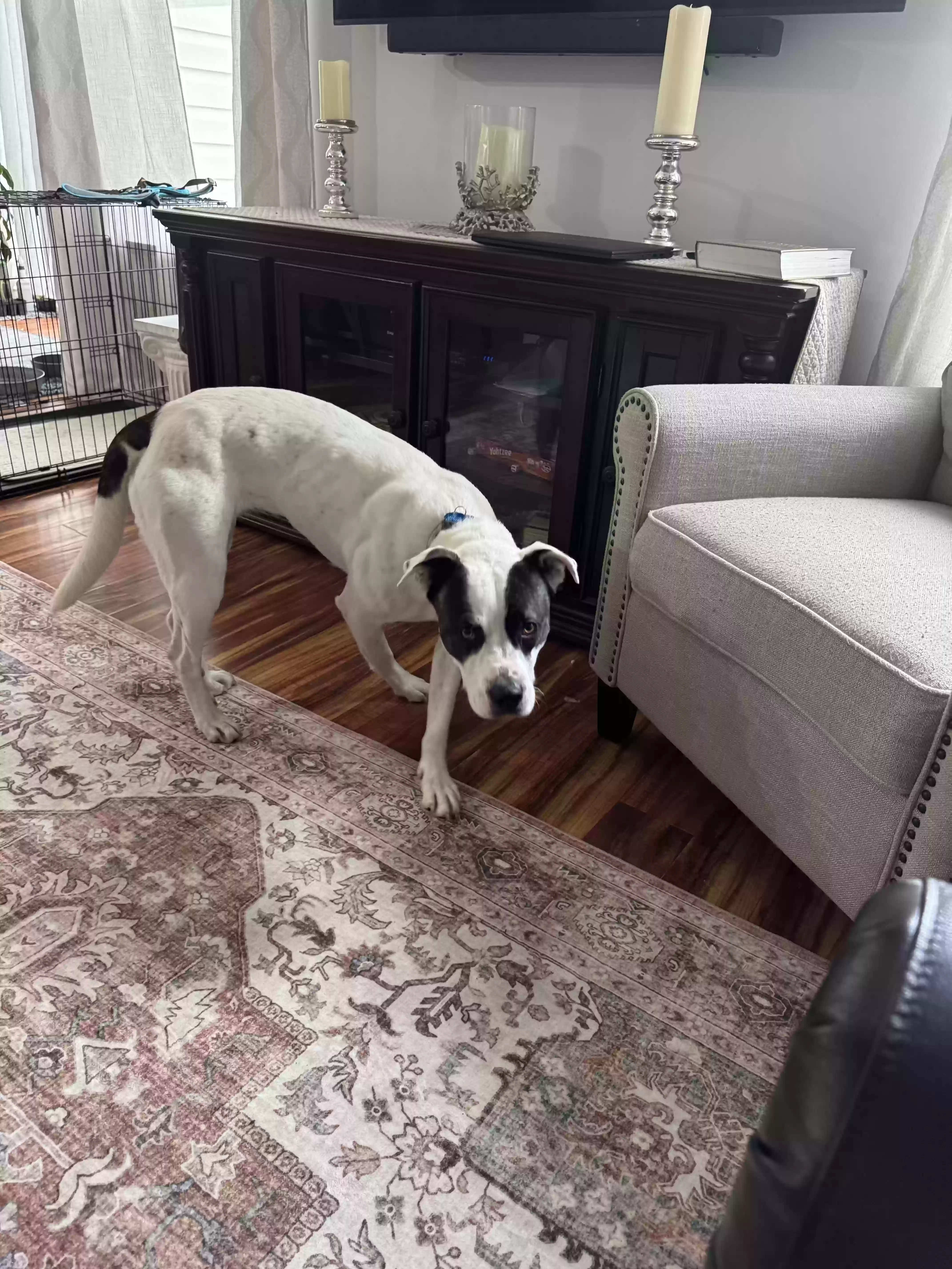 adoptable Dog in Fairview Heights,IL named Sully