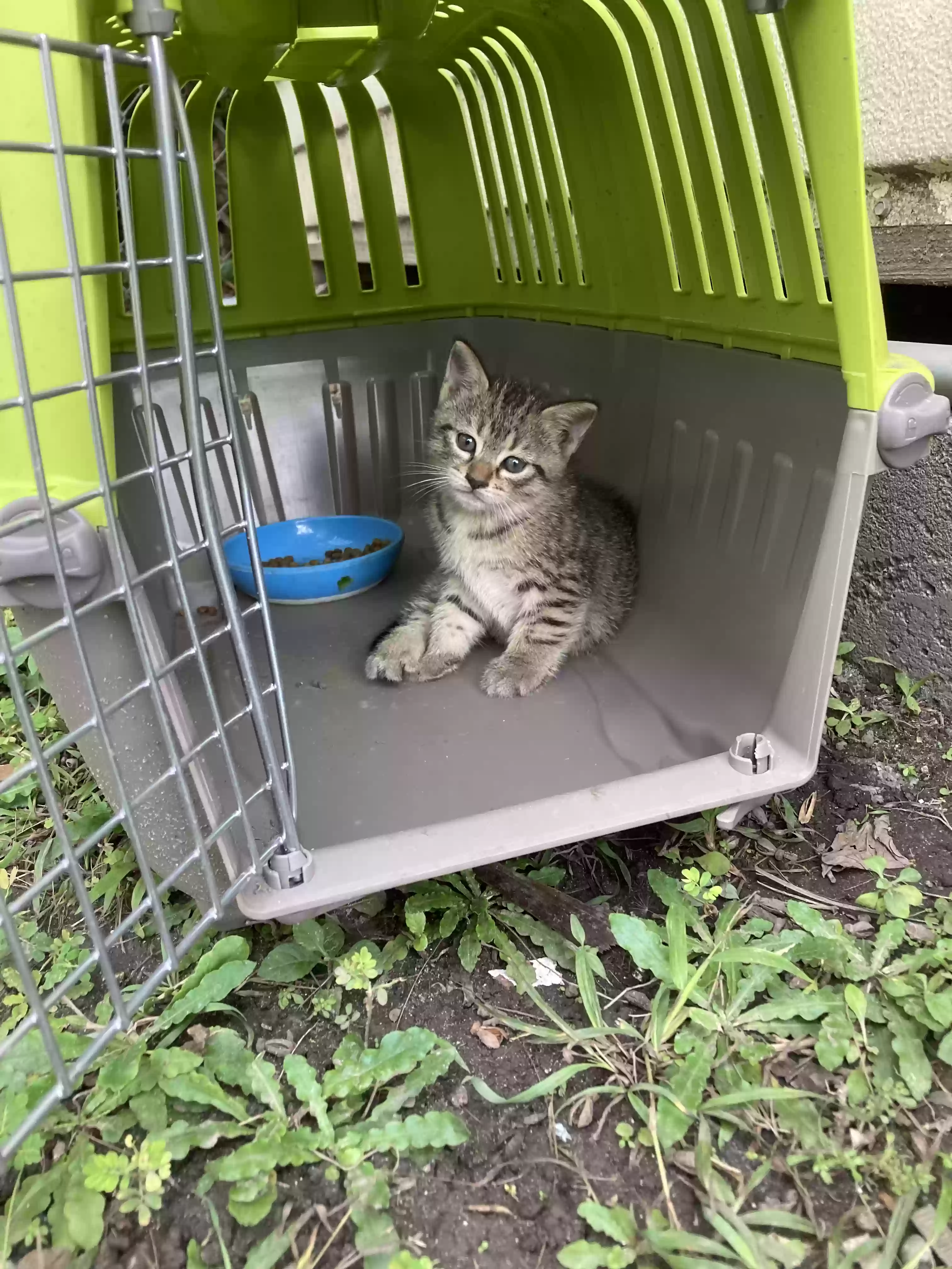 adoptable Cat in Miami,FL named Buoy
