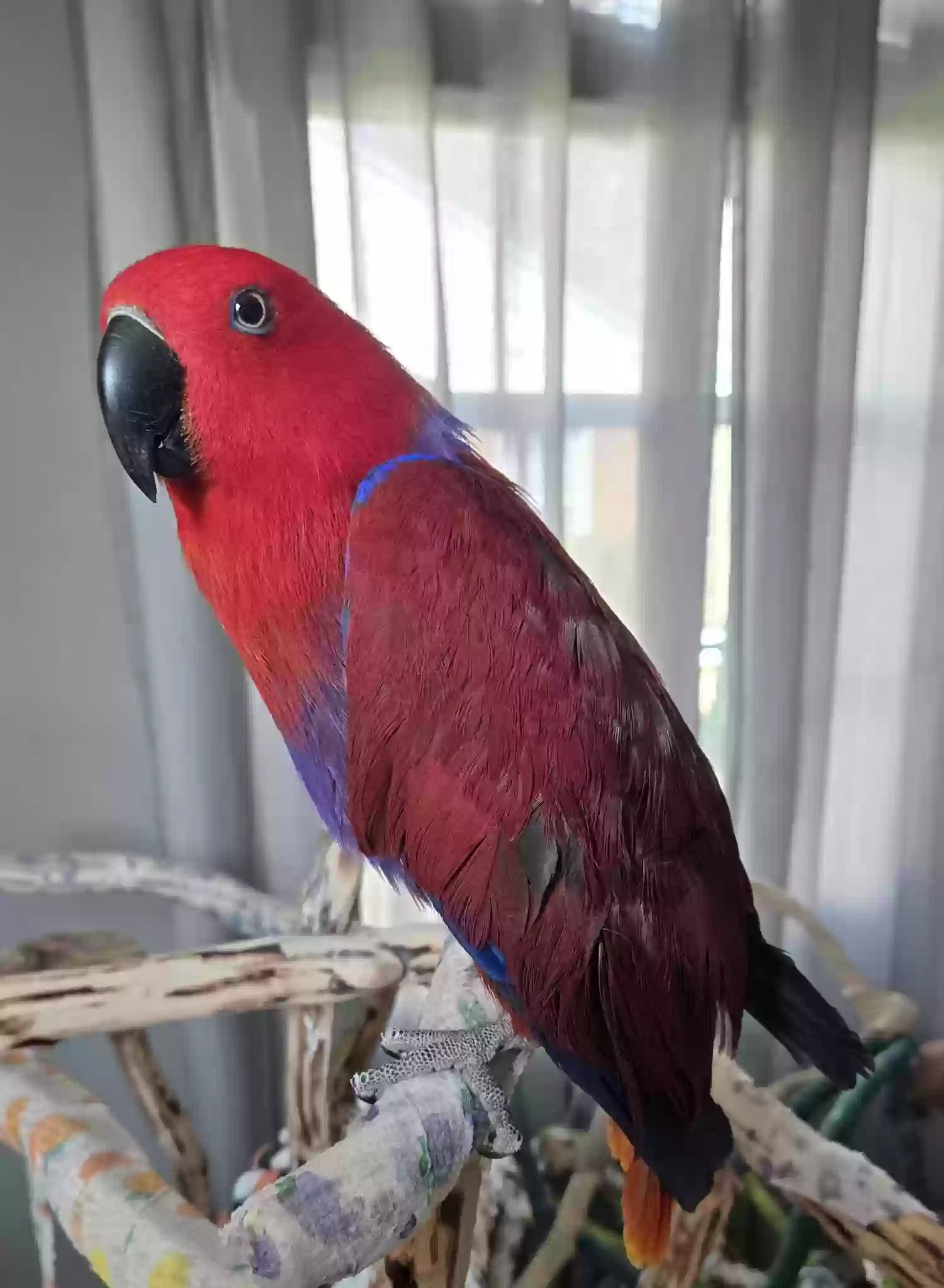adoptable Bird in Dayton,OH named Soirse