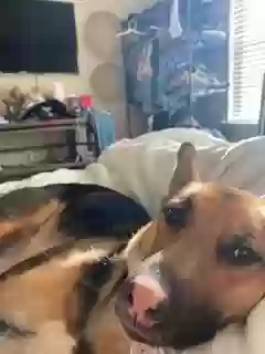adoptable Dog in Cumming,GA named Luna
