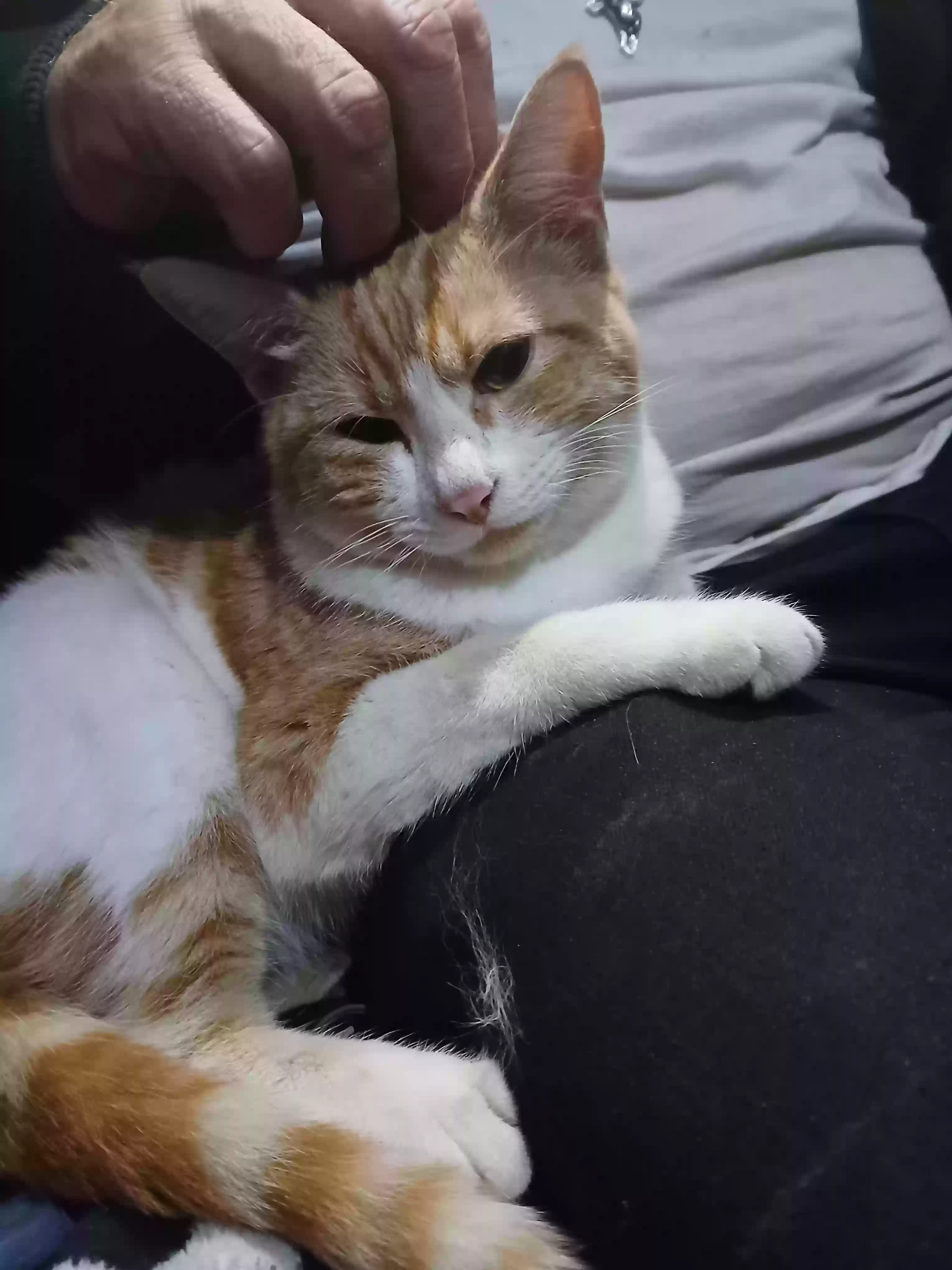 adoptable Cat in Arlington,TX named Fatboy