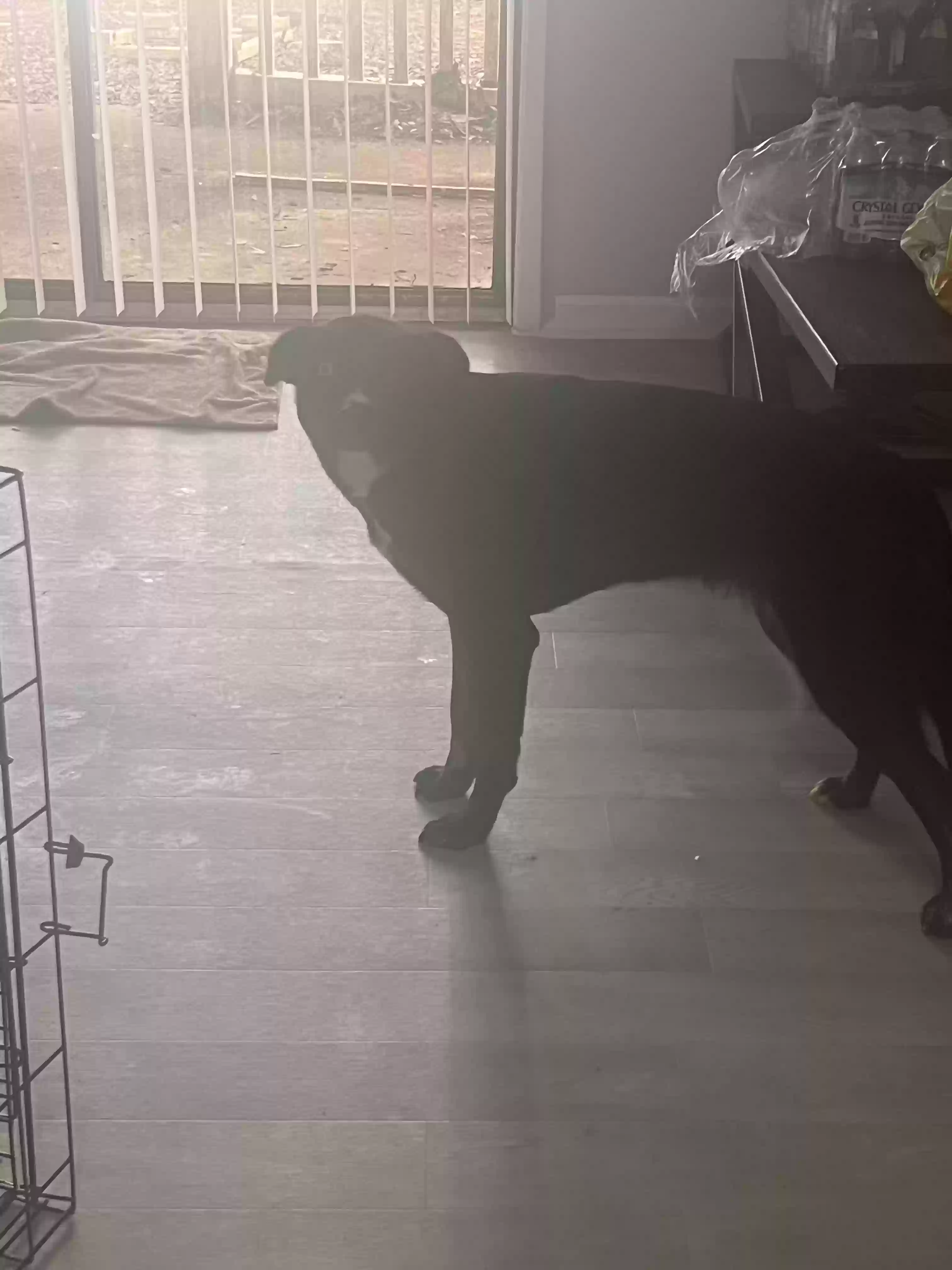 adoptable Dog in Decatur,GA named