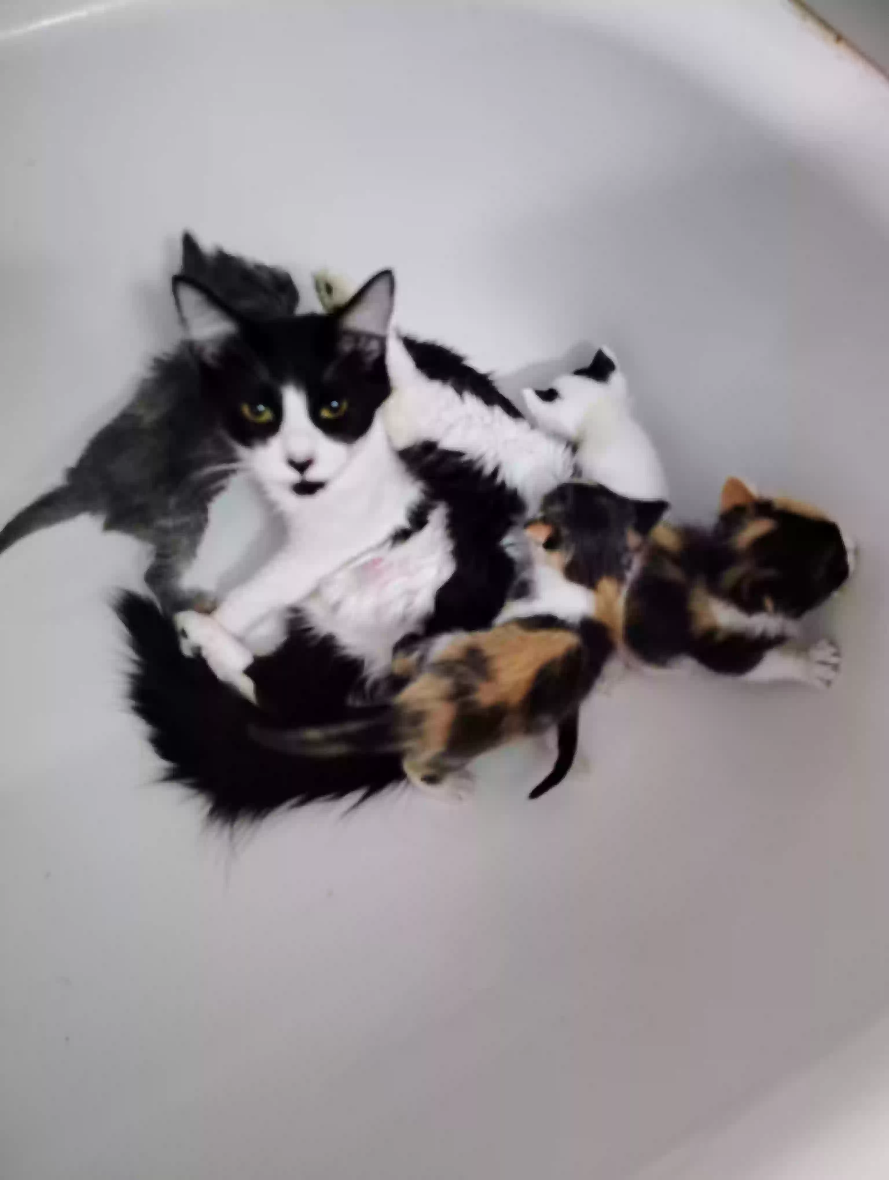 adoptable Cat in Arlington,TX named Oreo, coconut,patches,2face,grey bird,gizmo (gizzie)