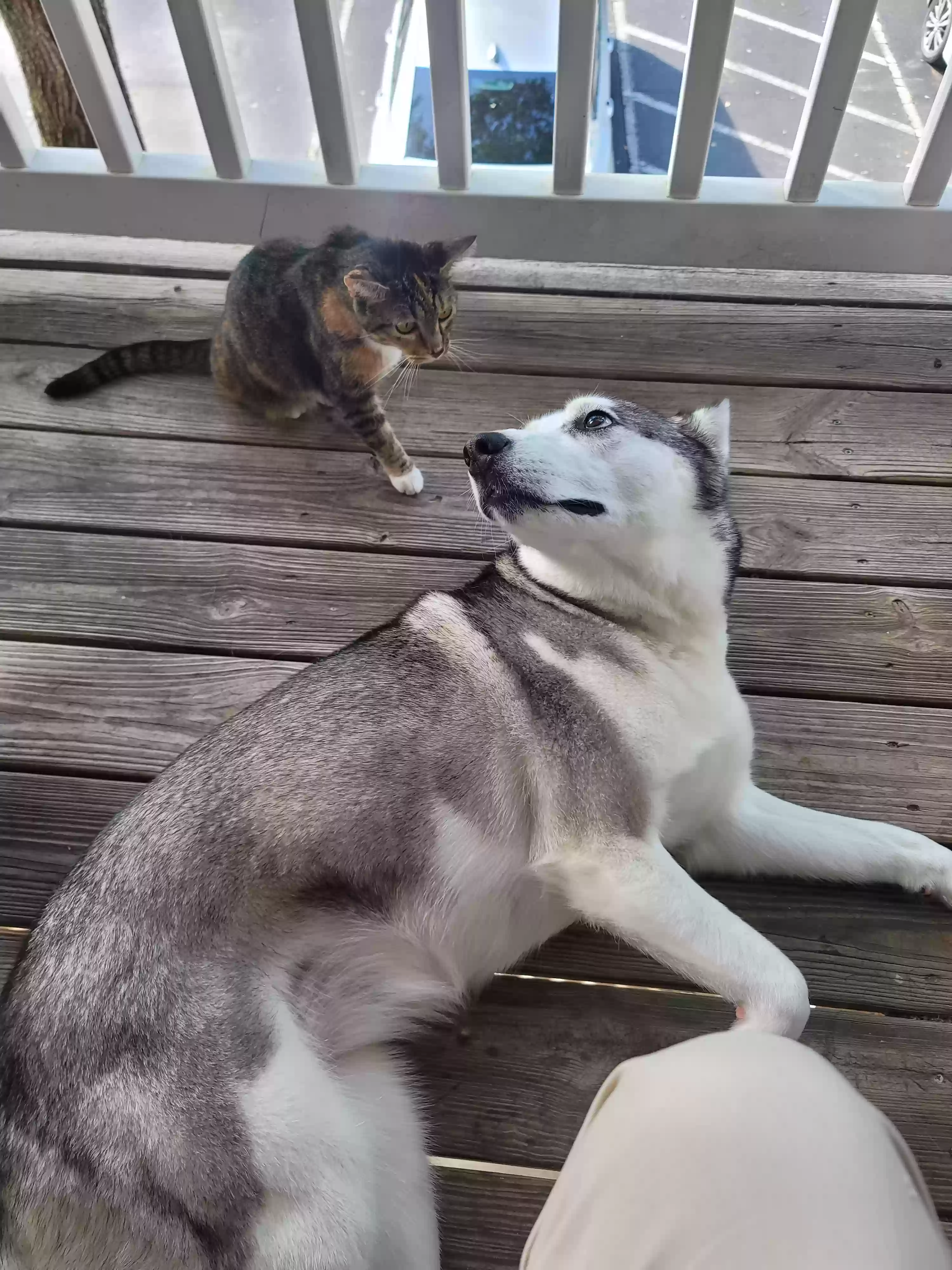 adoptable Dog in Cumming,GA named Lexi