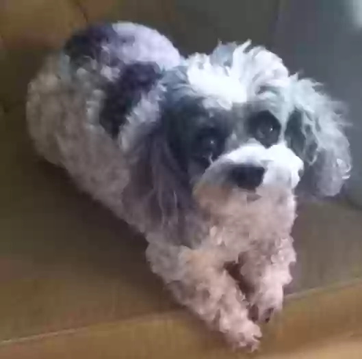 adoptable Dog in Orange Park,FL named Holly