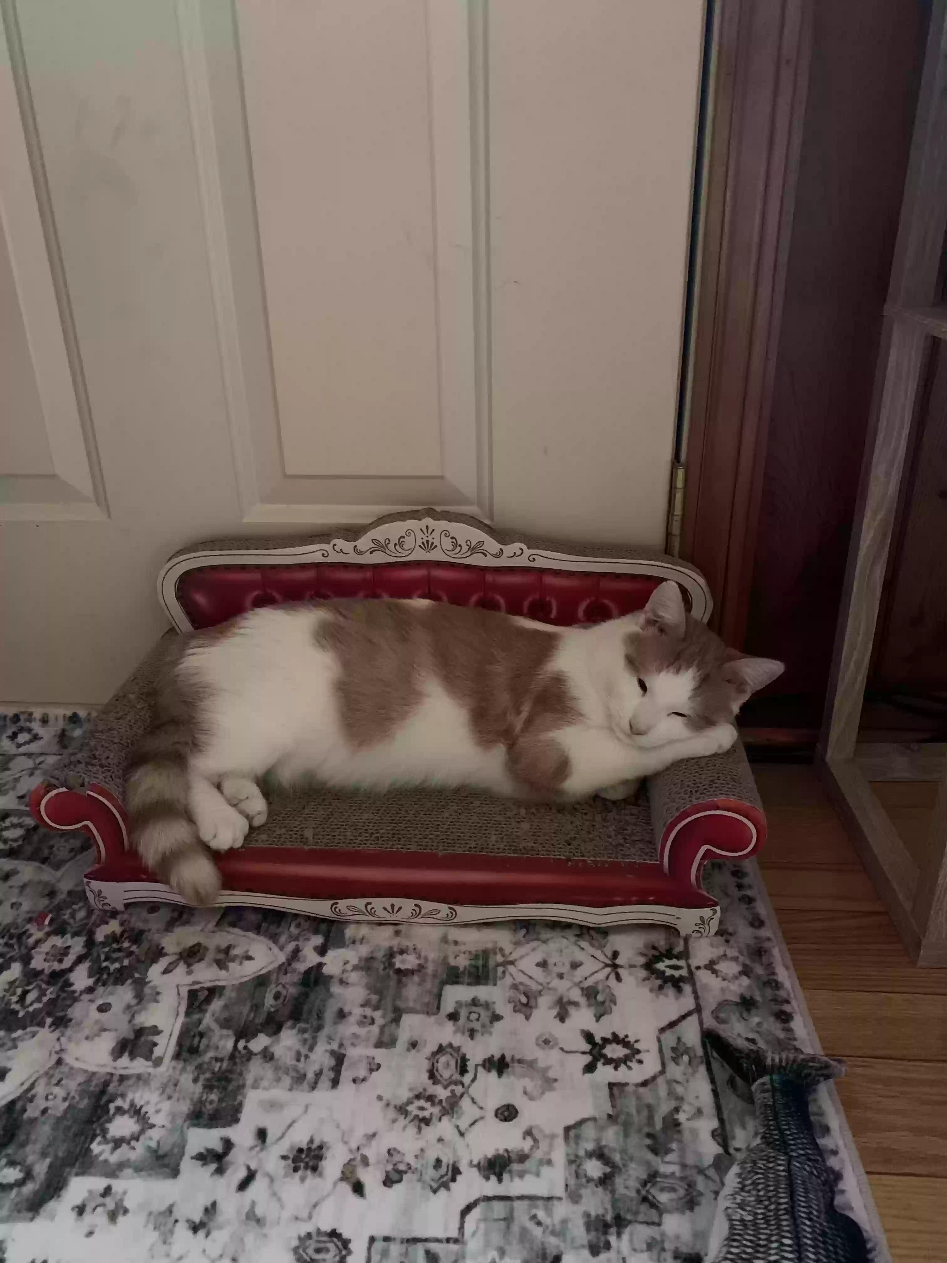 adoptable Cat in Prescott,MI named Louie