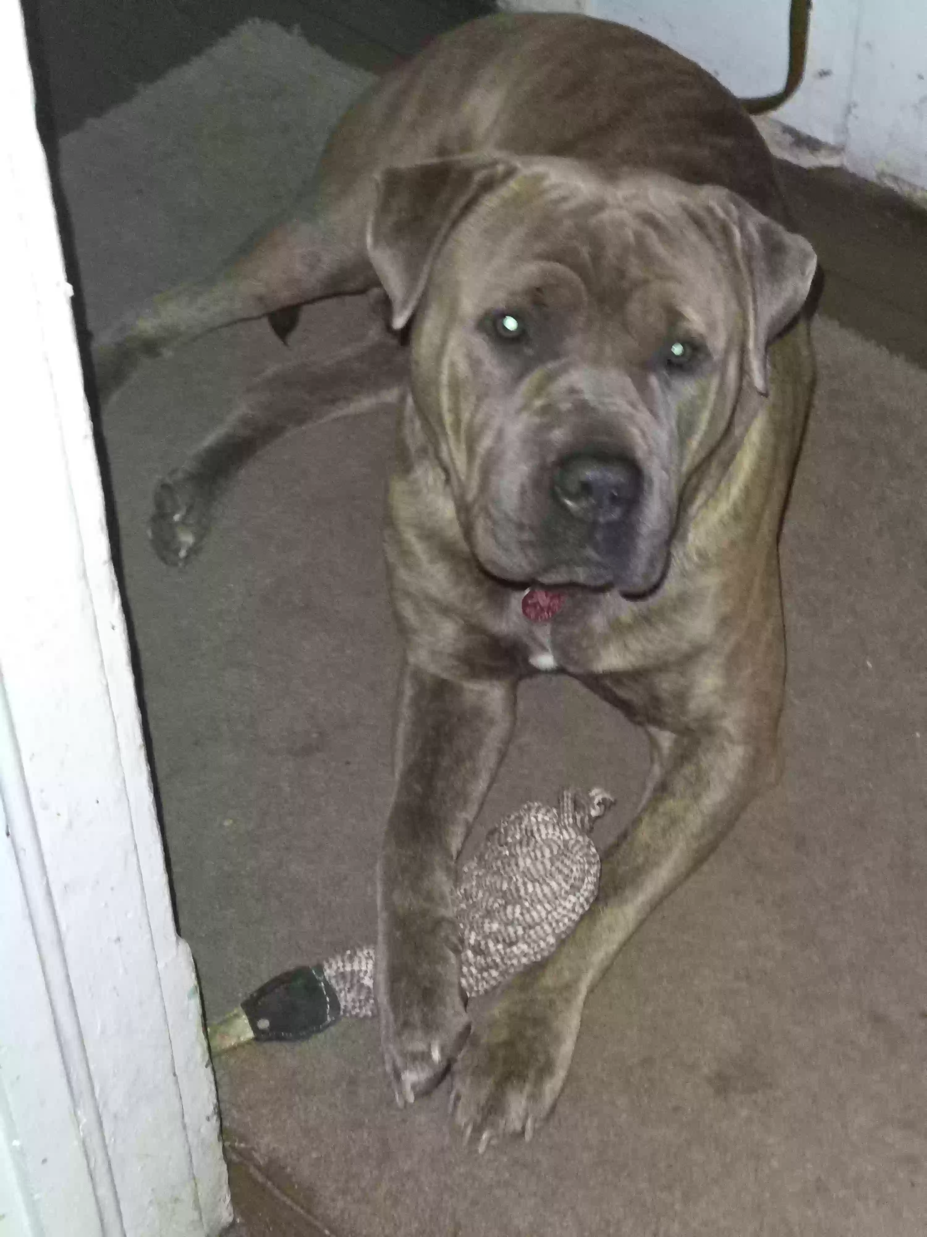 adoptable Dog in Sumter,SC named 
