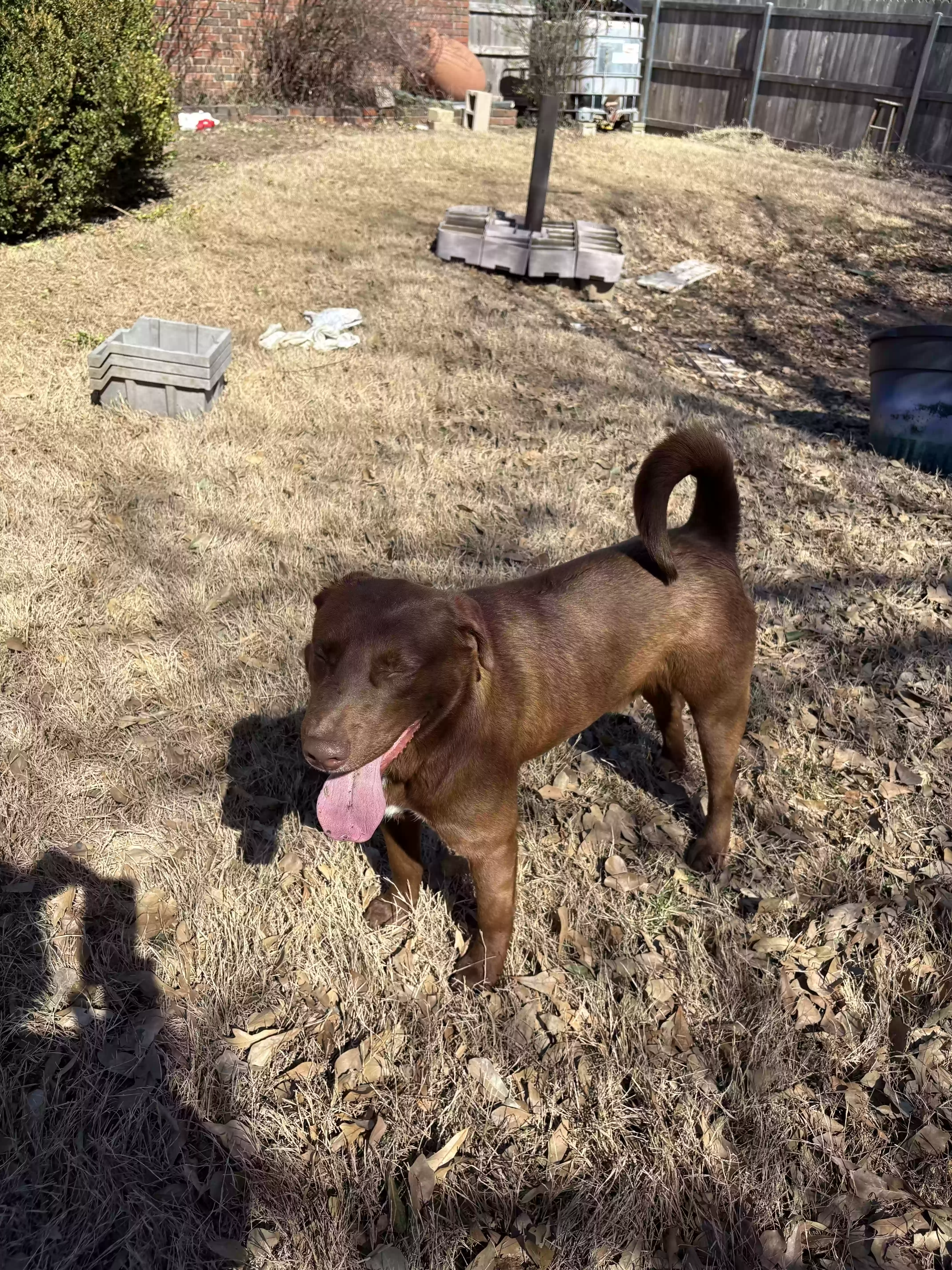 adoptable Dog in Tulsa,OK named Chuck, 2nd dog Bubba