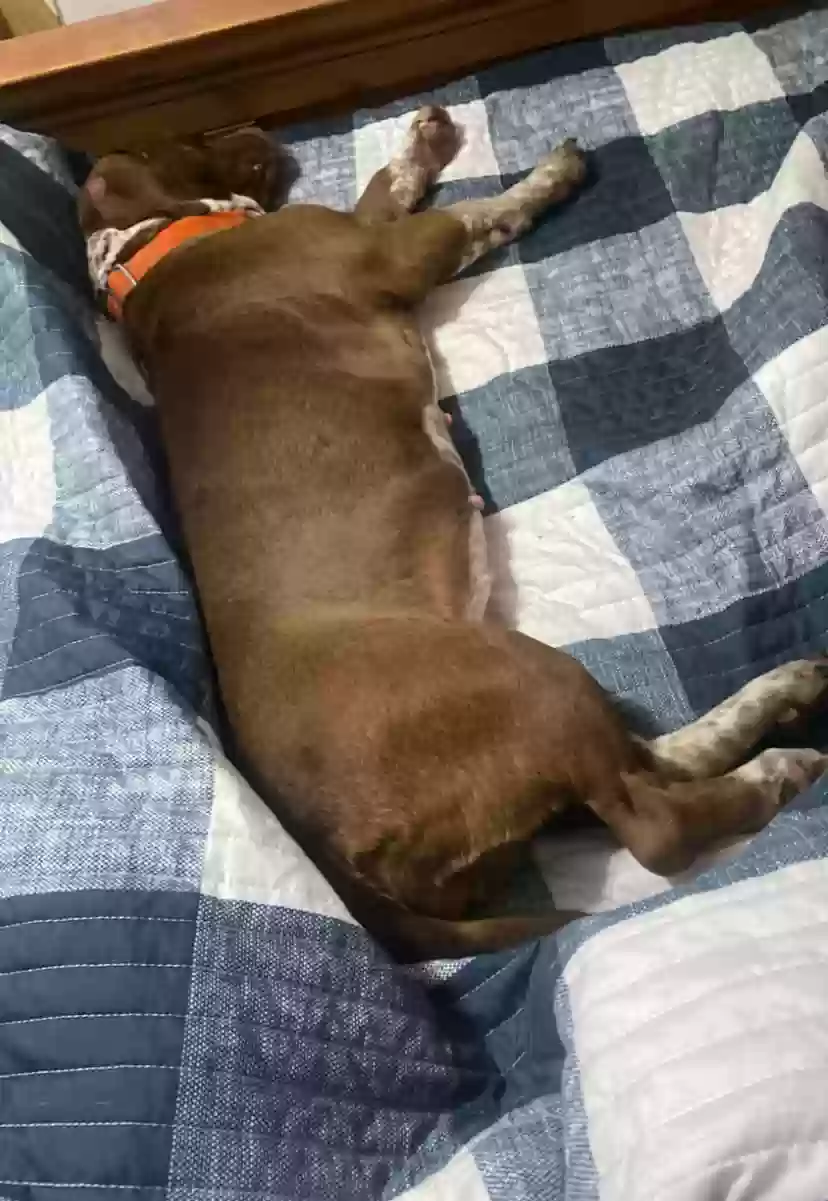 adoptable Dog in Pineville,LA named Daisy