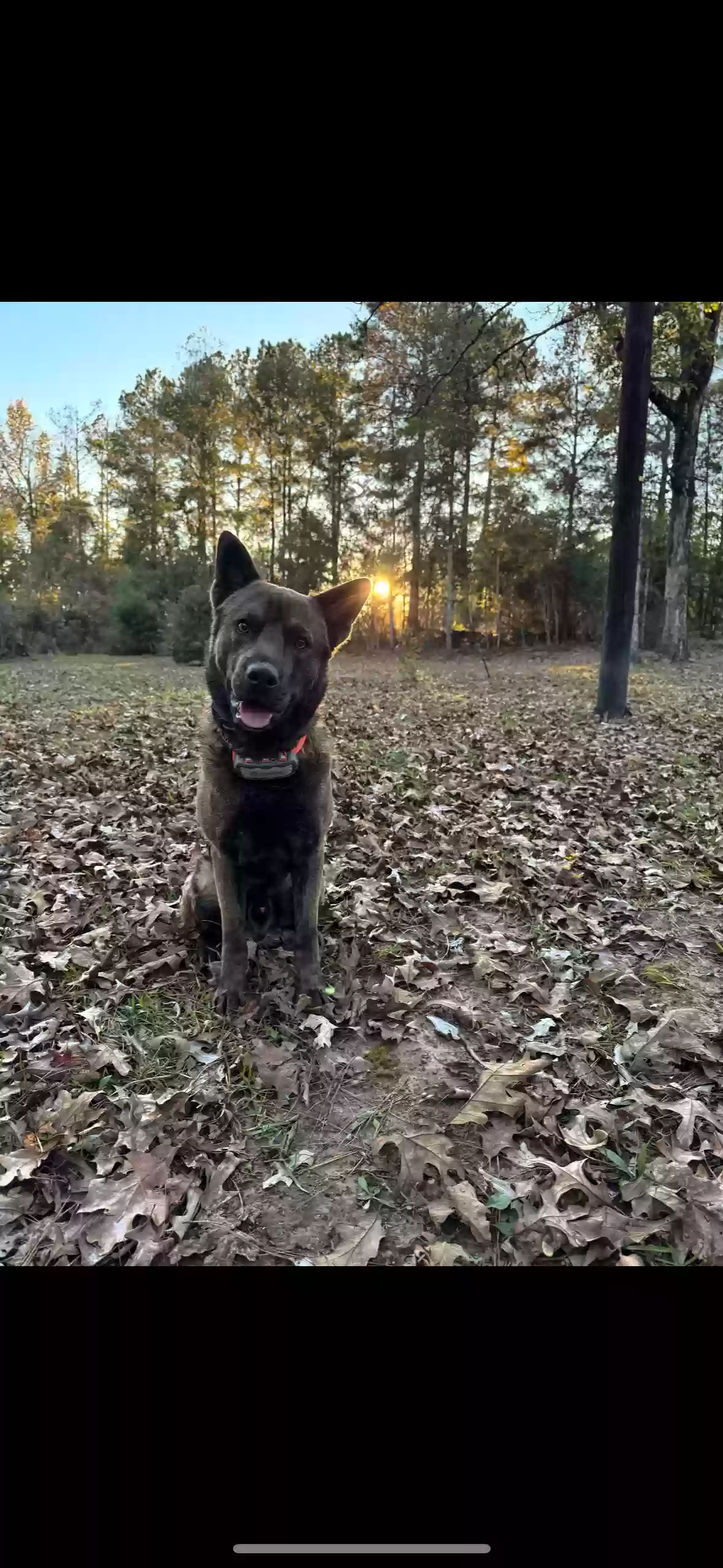 adoptable Dog in Deridder,LA named Cojo
