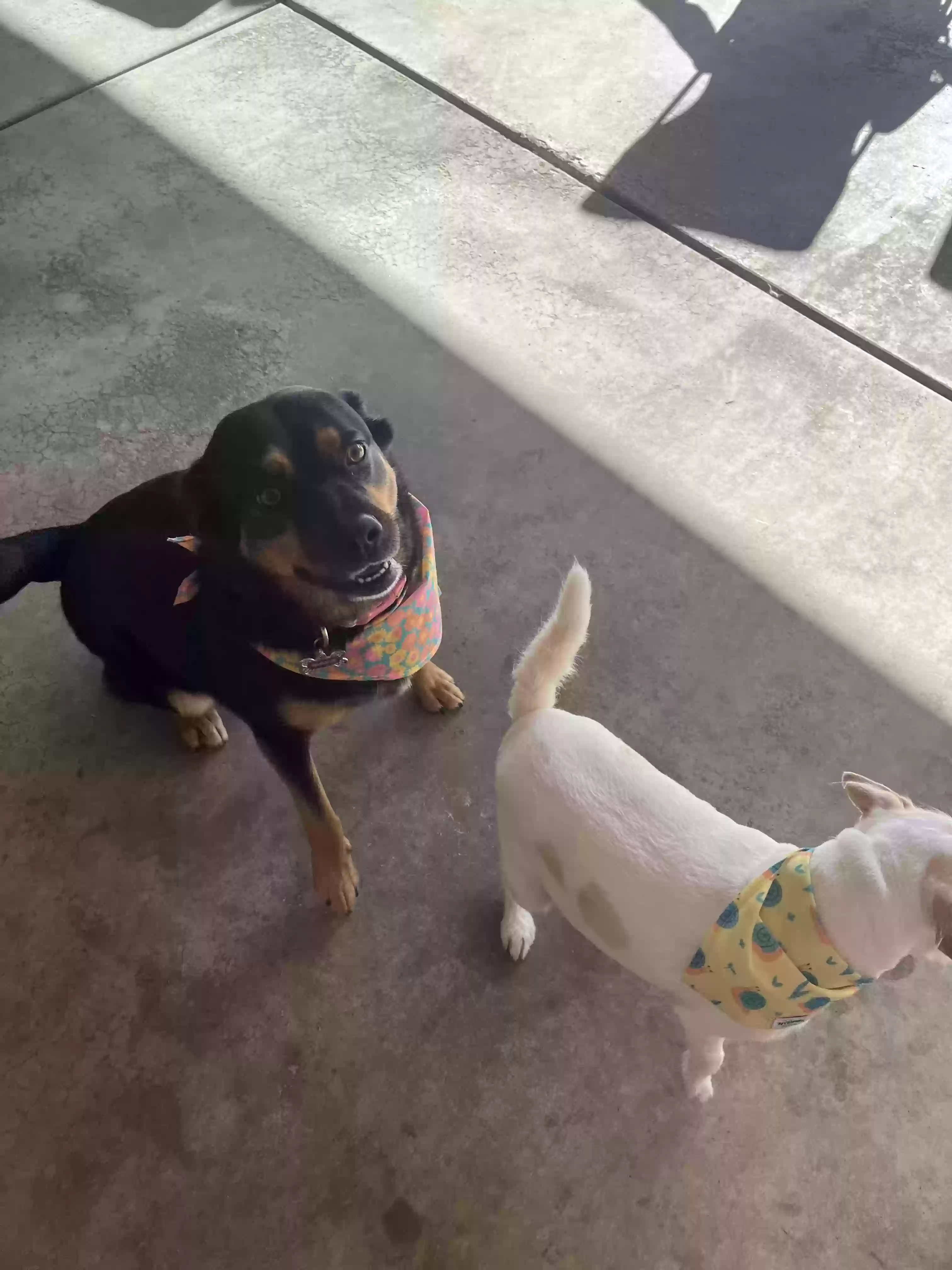 adoptable Dog in Greeley,CO named Mazie