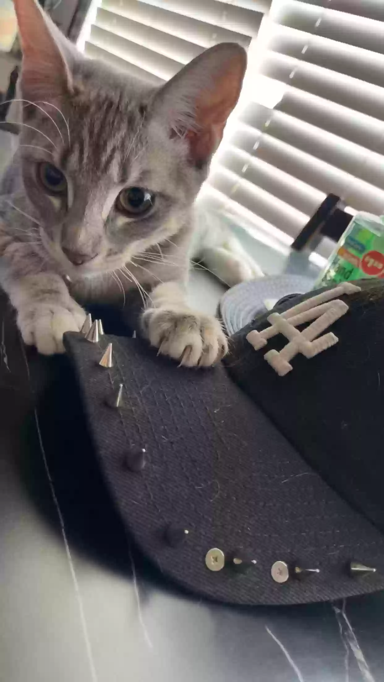 adoptable Cat in Orange,CA named pinkie